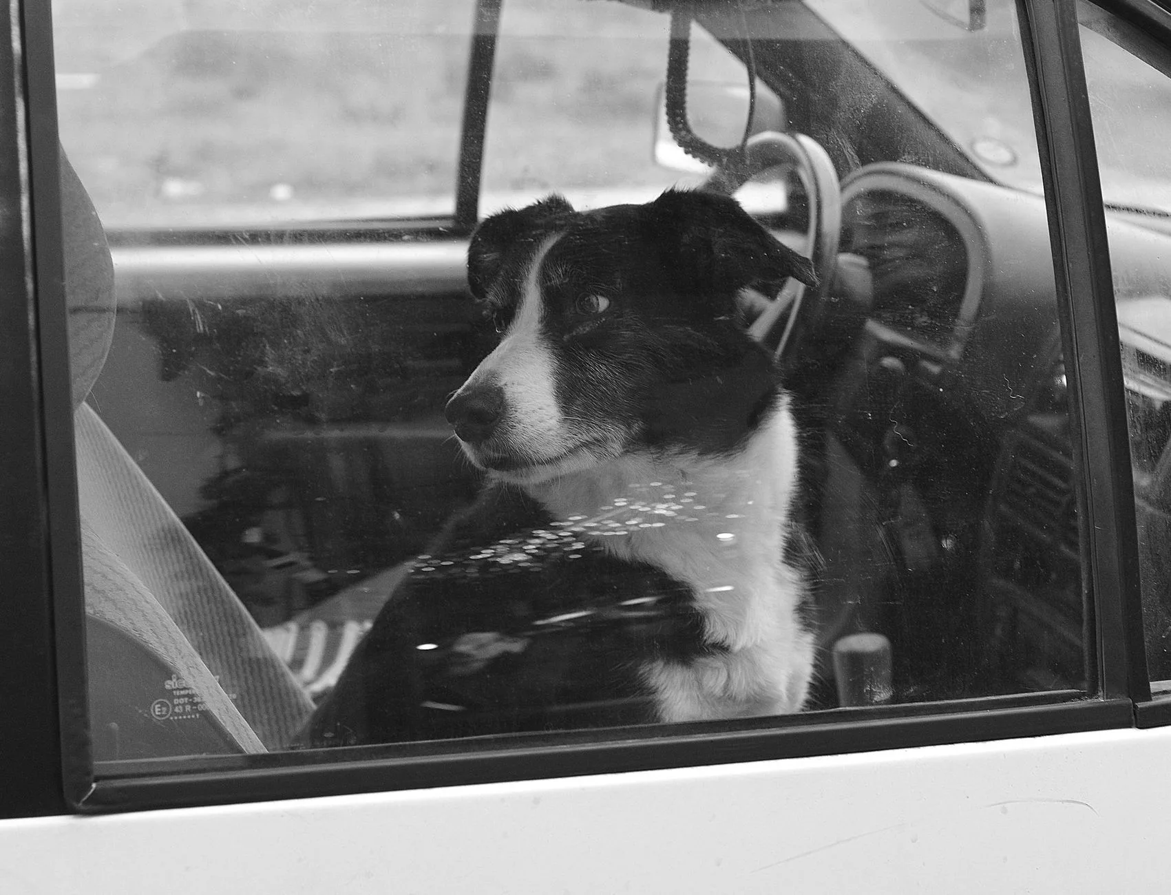 The Dog at the Door and What She Knows