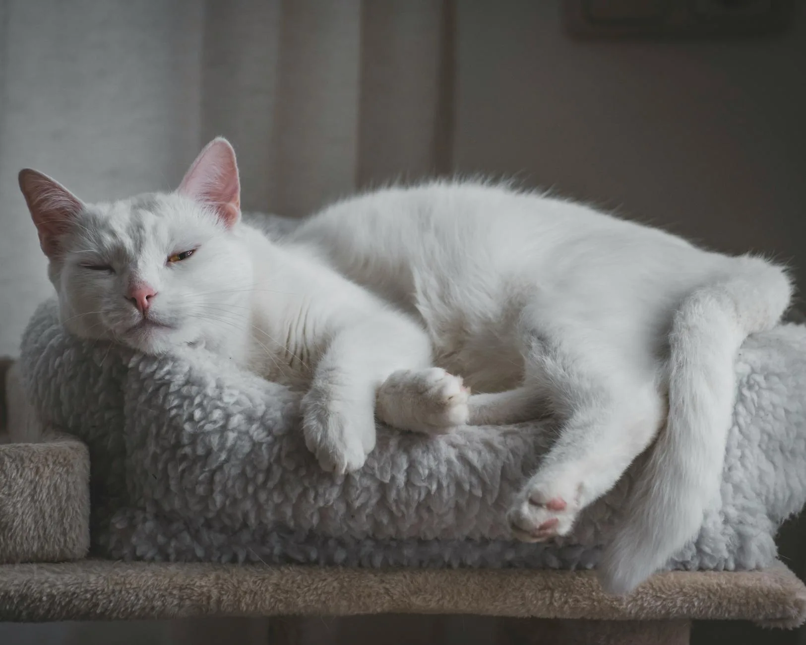 How to Introduce a Cat to a New Home