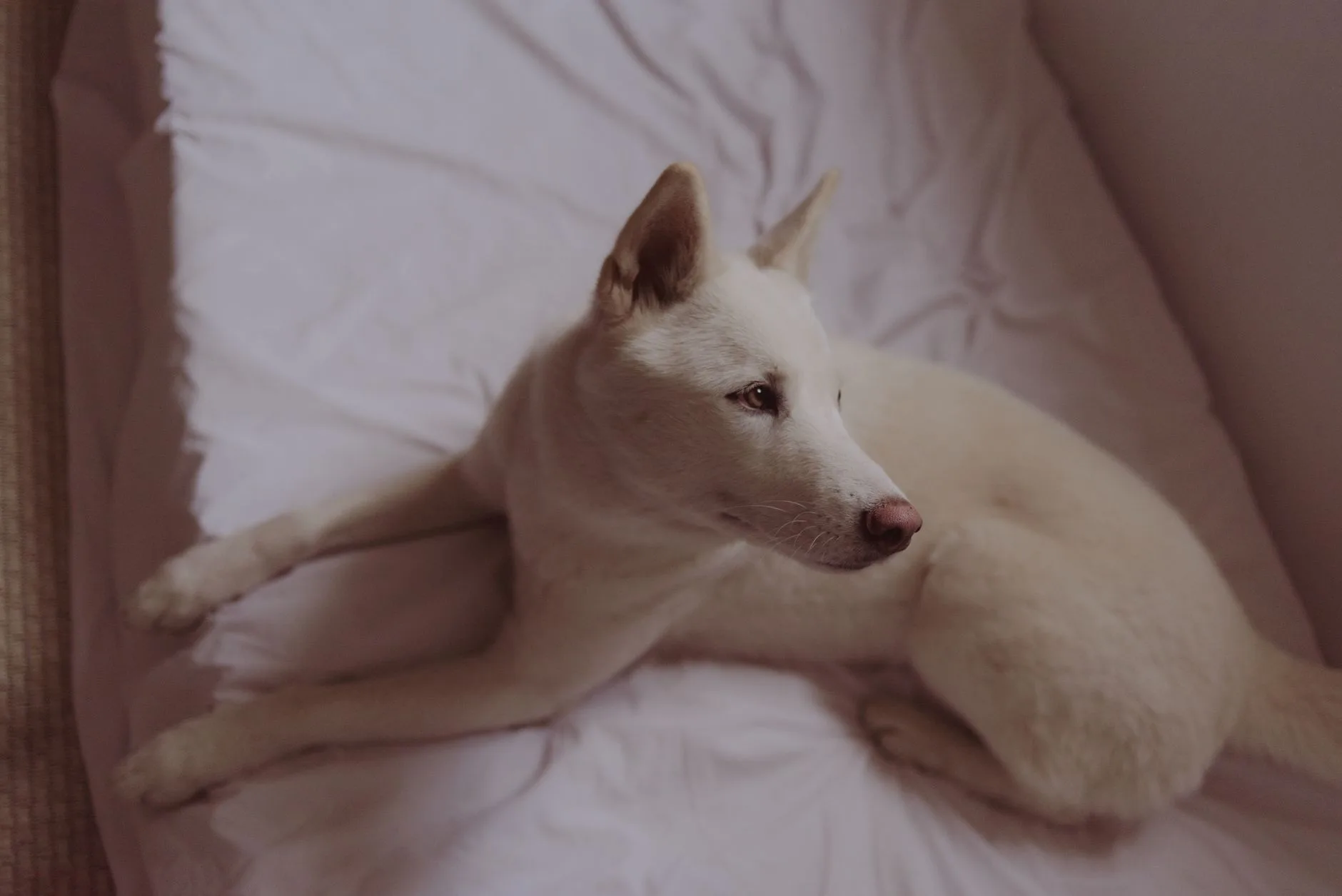 Quiet Signs Your Pet Might Be in Pain