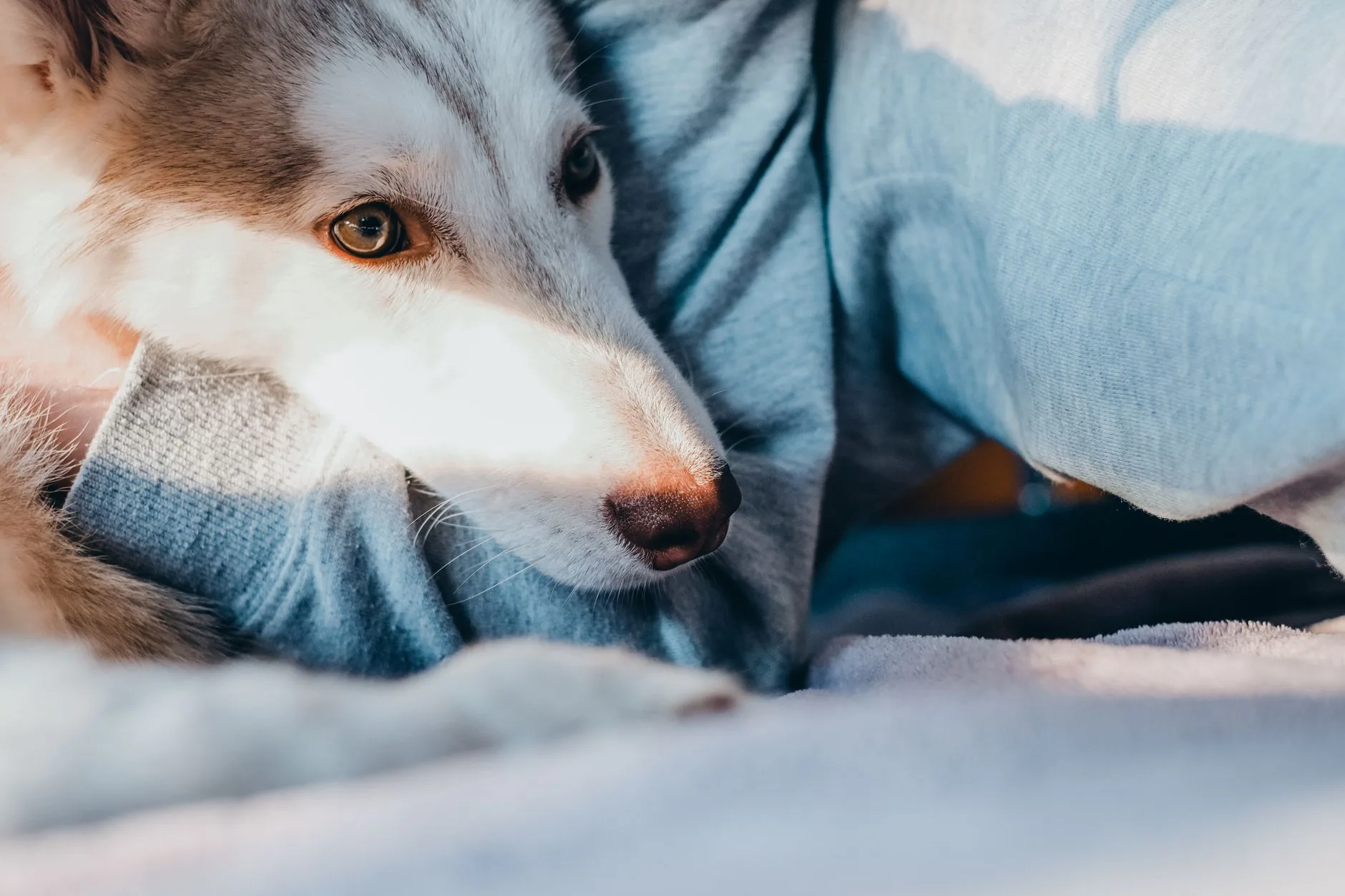 Helping a Dog With Separation Anxiety