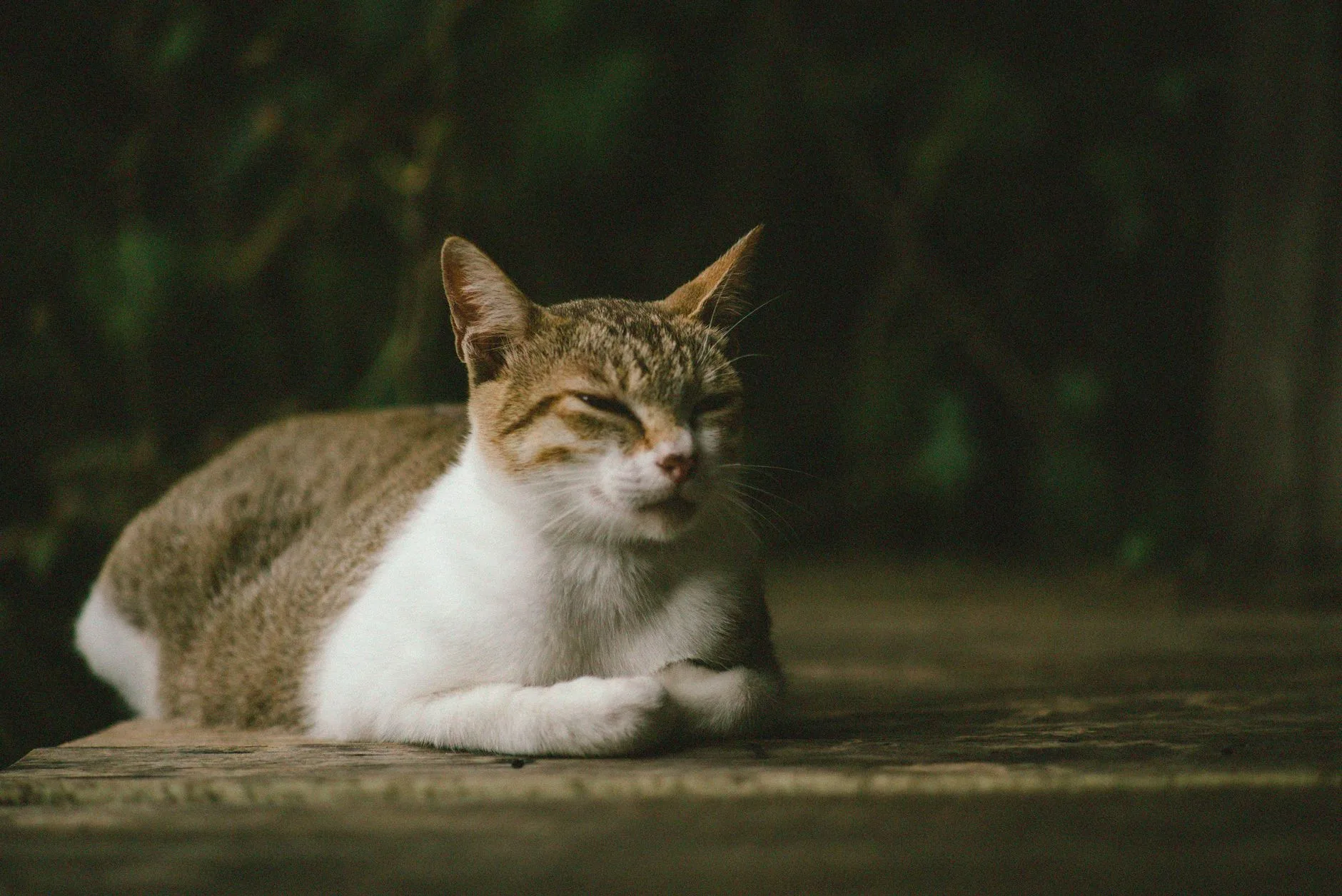 Reading Your Cat Body Language