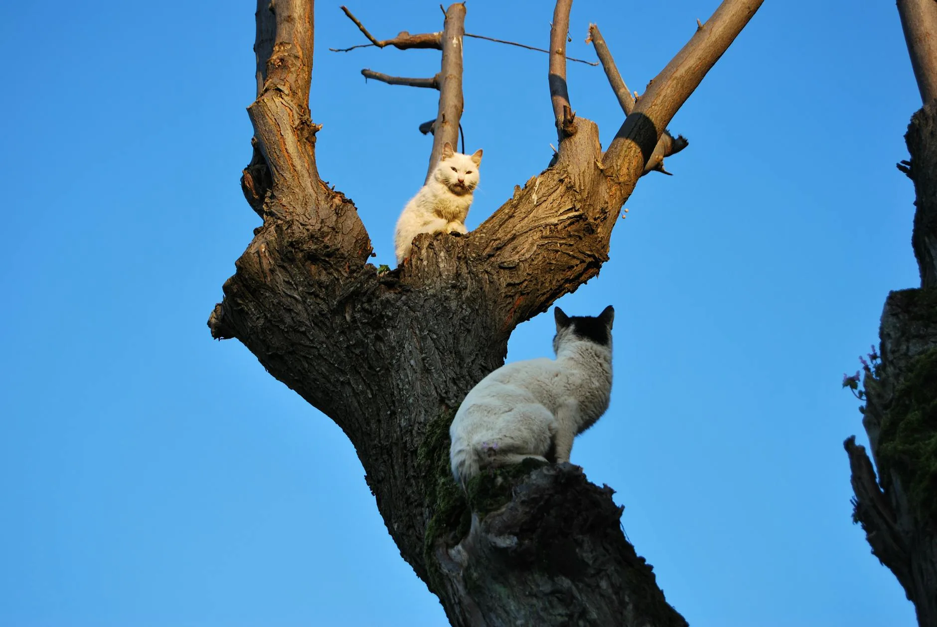 Cat Trees Your Cat Will Actually Use