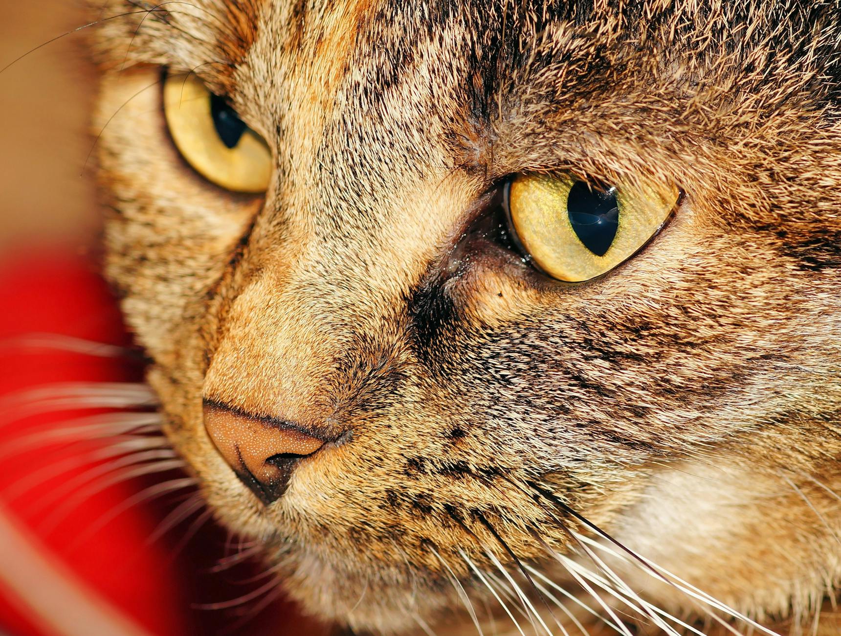 Reading Your Cat’s Tail: What It’s Actually Telling You