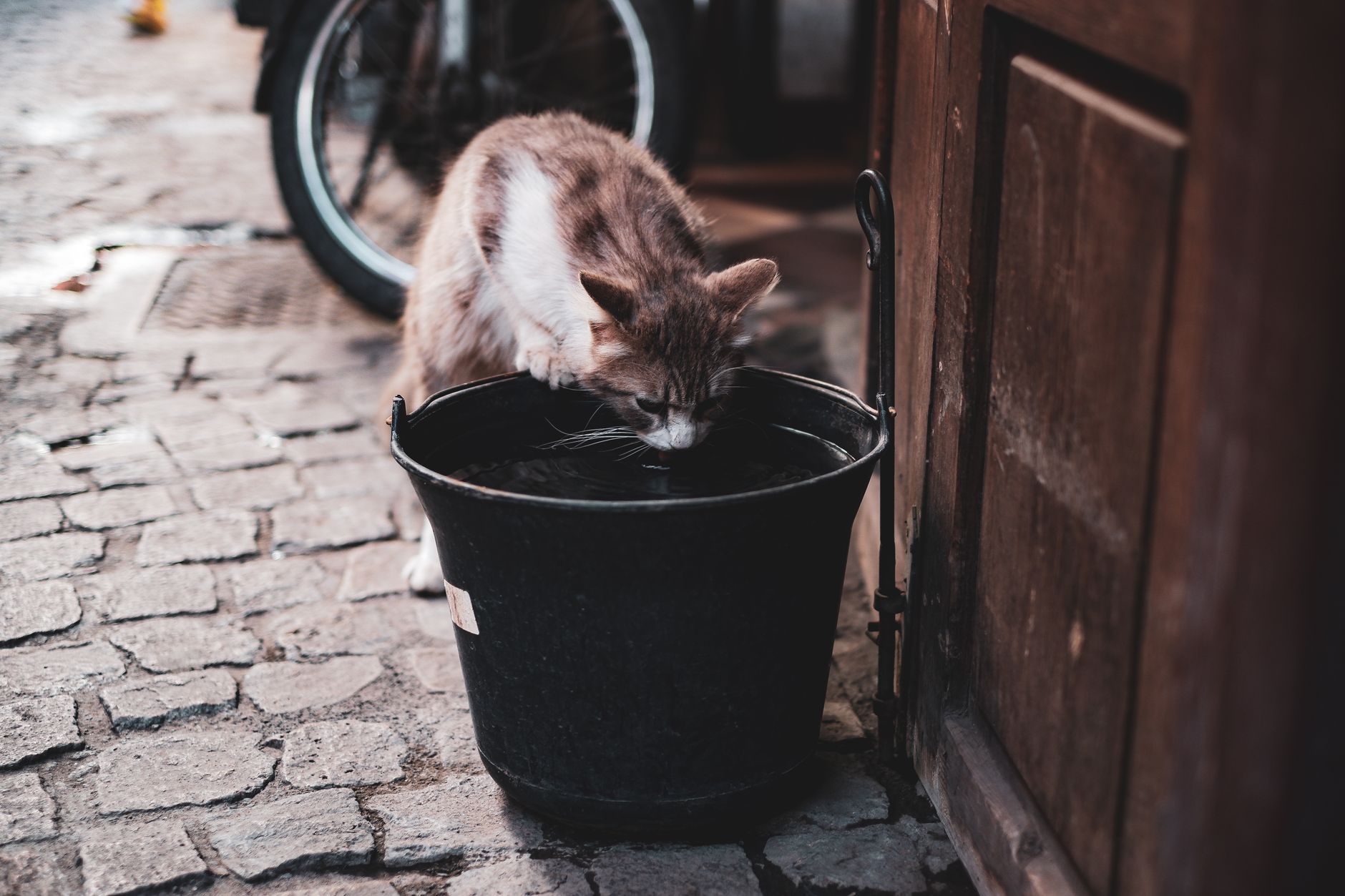 Getting a Picky Cat to Drink More Water