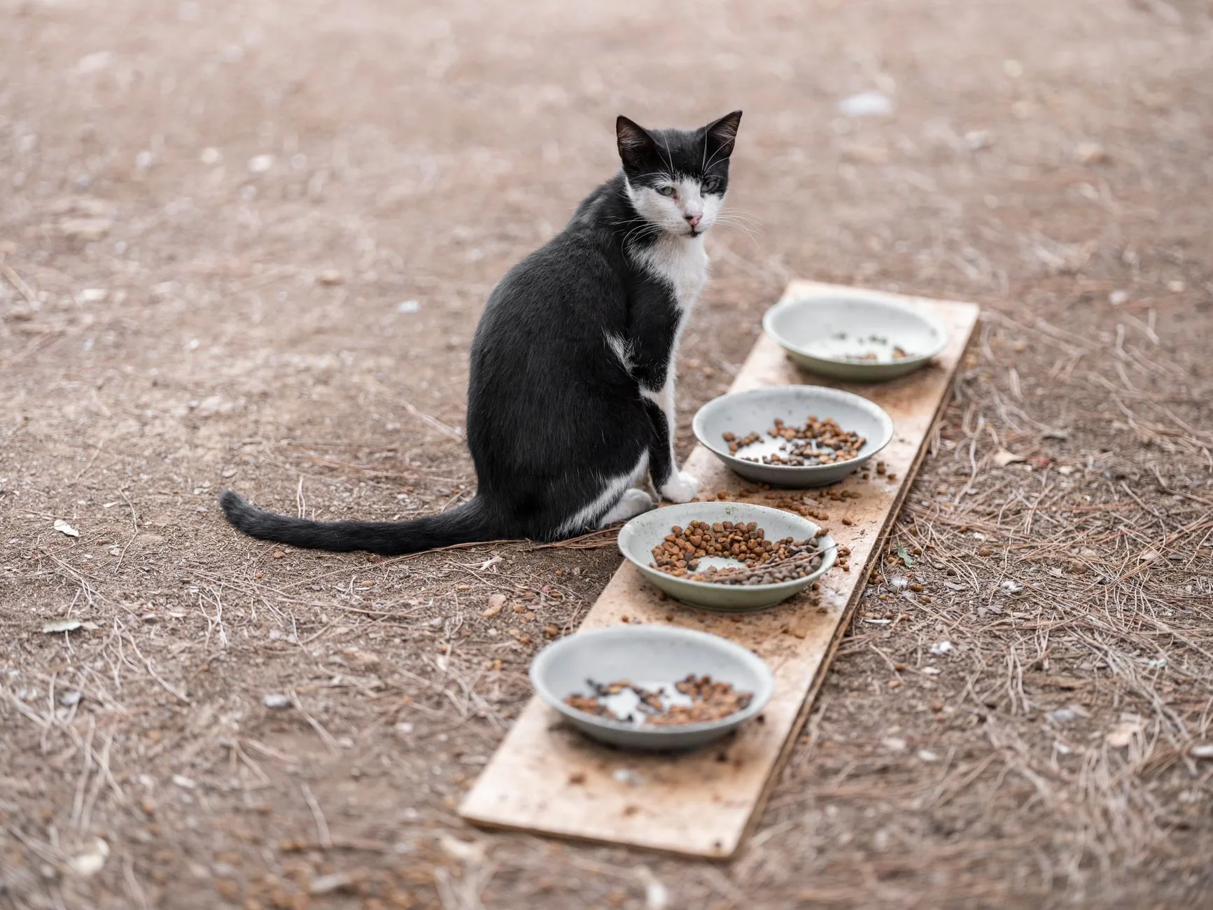 Wet Food or Dry Food for Cats?