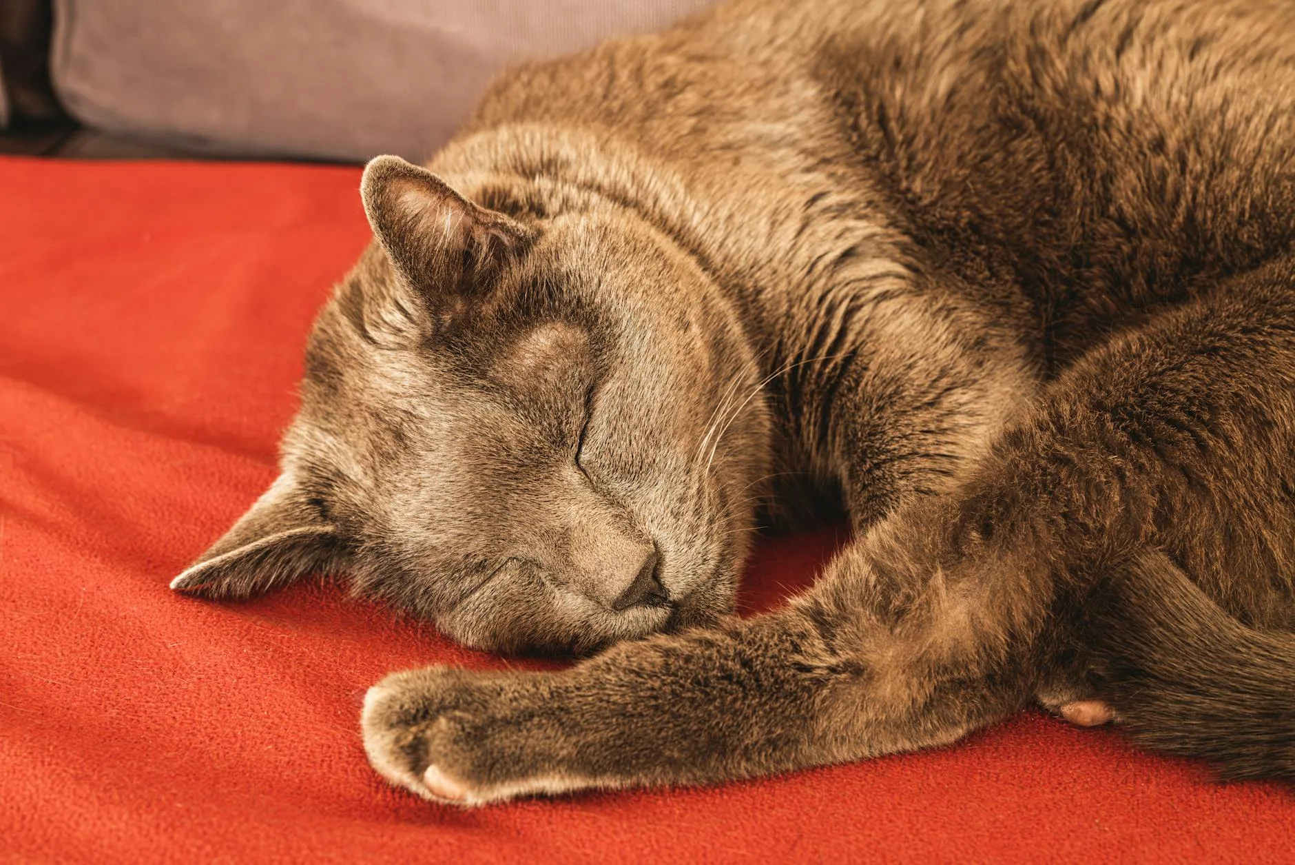 Why Cats Get Hairballs and What Helps