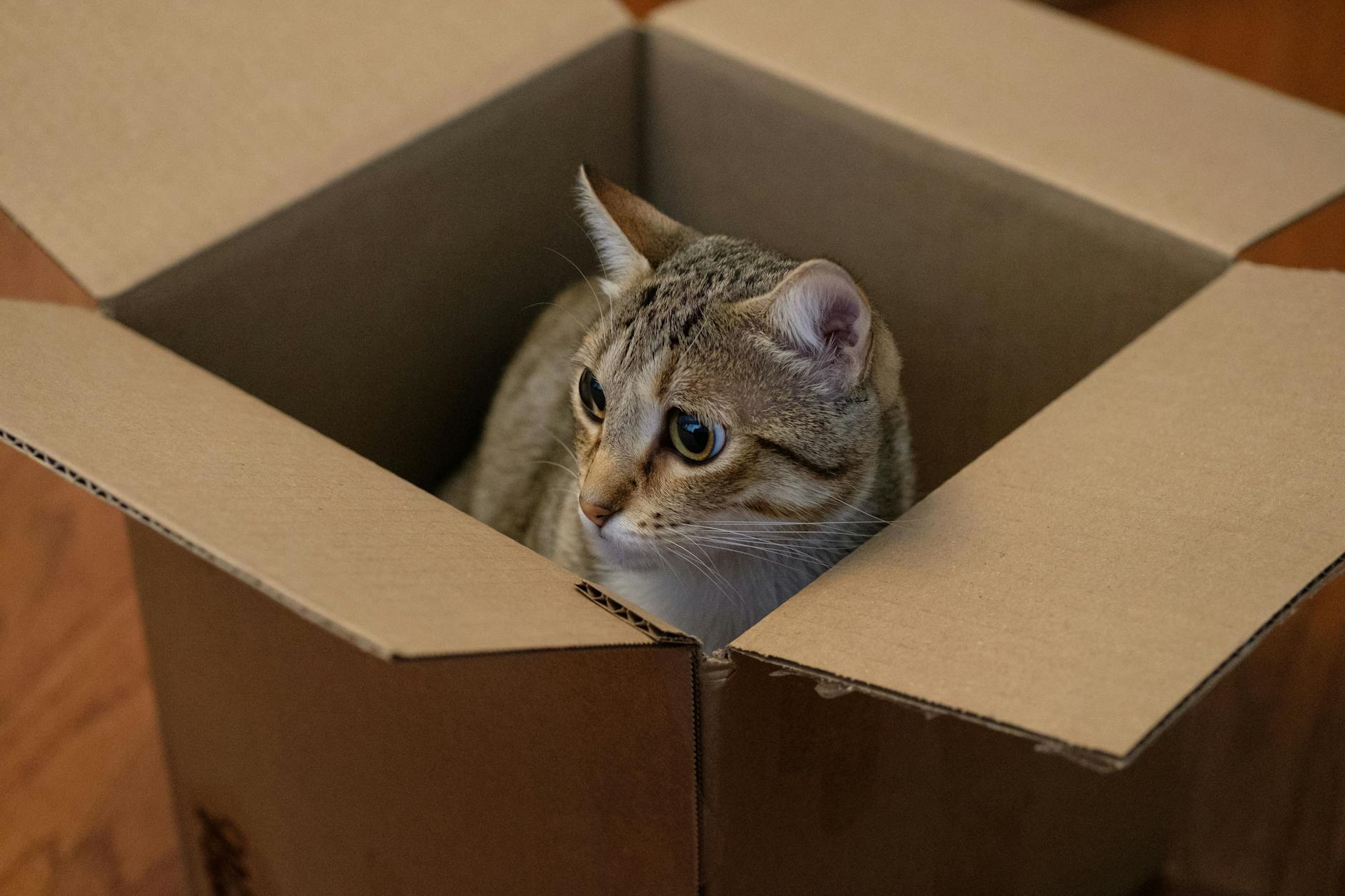 Why Your Cat Sleeps in the Box and Ignores the Fancy Bed