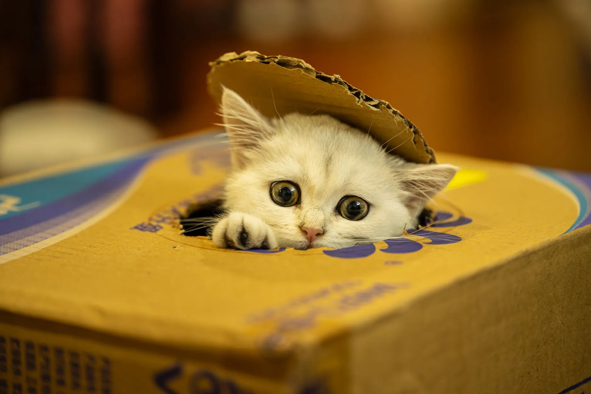 Litter Boxes That Help With Odor and Mess