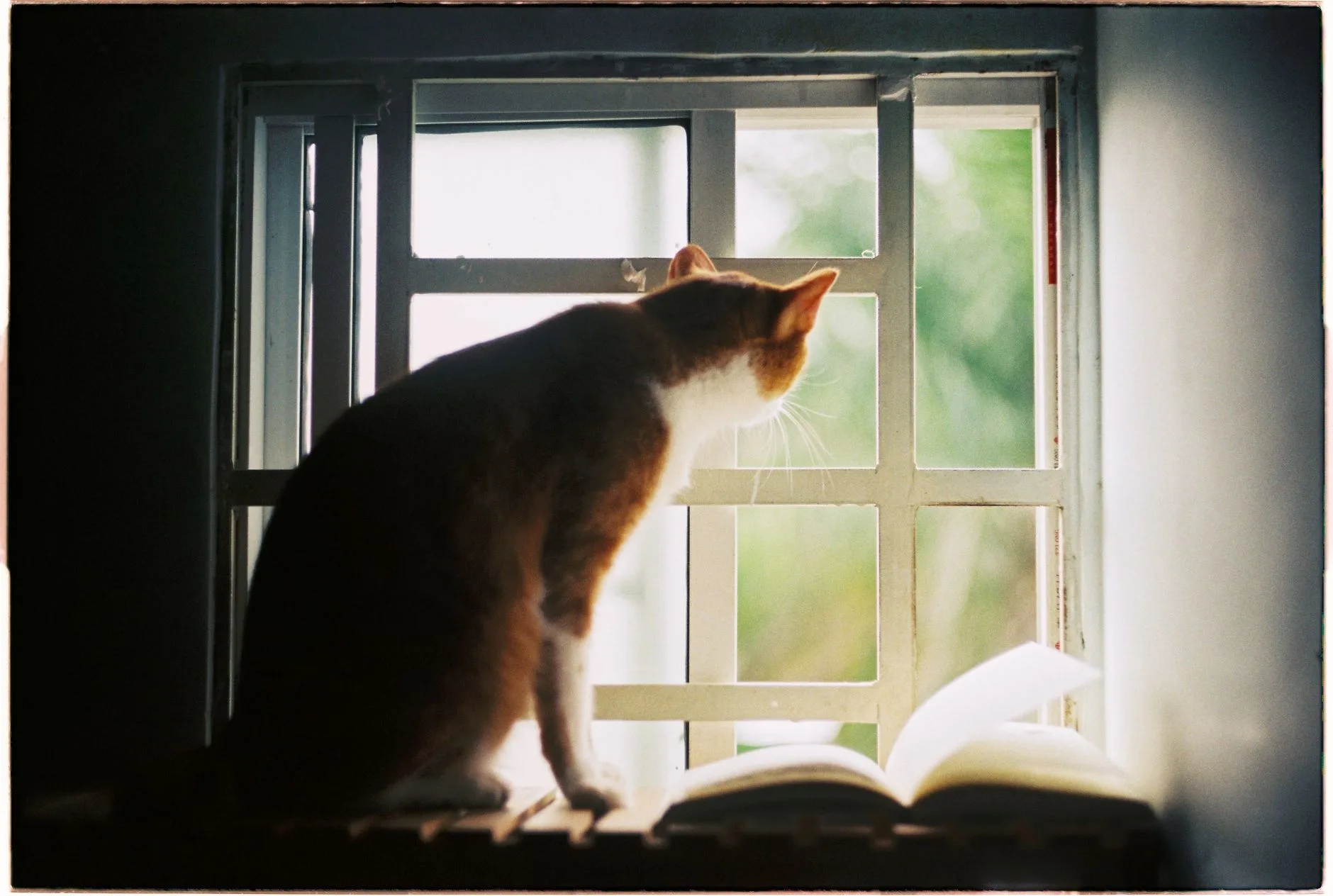 Keeping an Indoor Cat Happy
