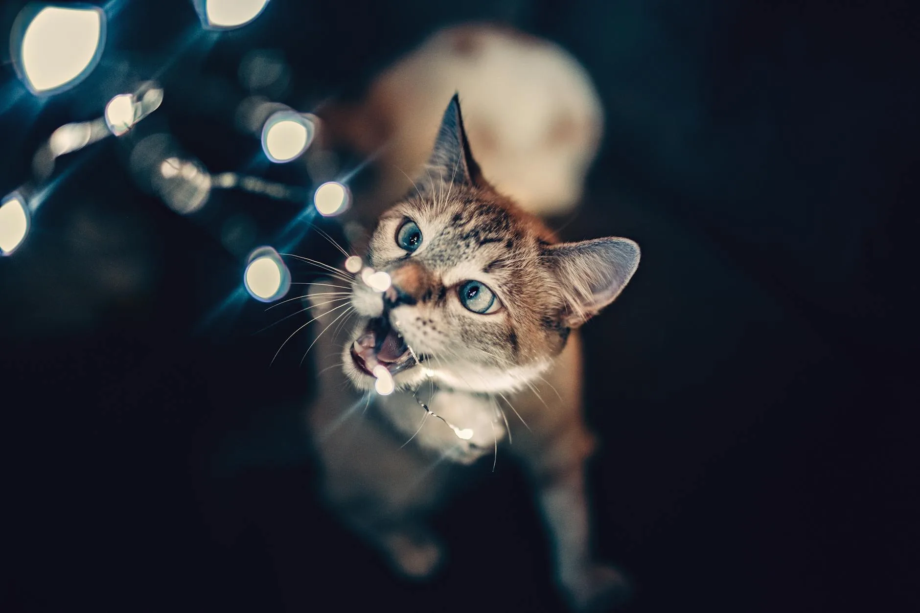 Why Is My Cat So Active at Night?