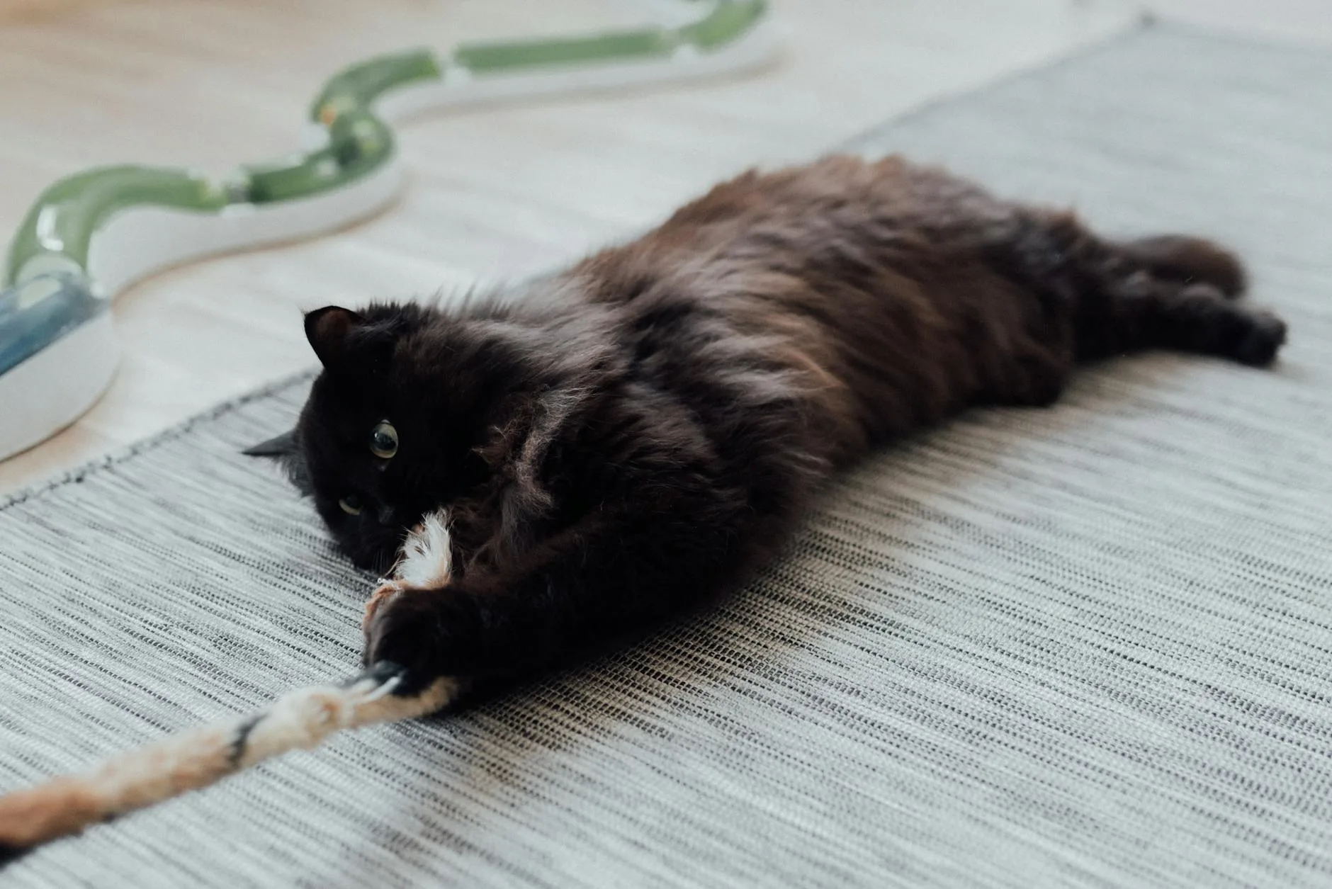 Interactive Cat Toys for Bored Indoor Cats