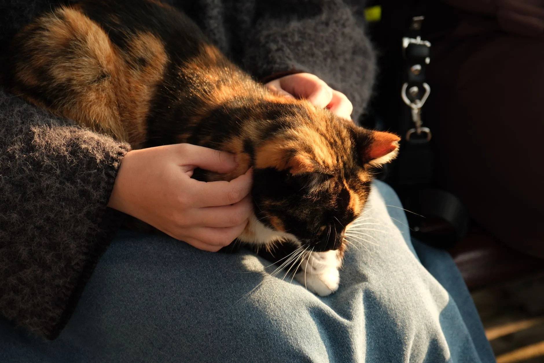 What a Cat Purr Really Means