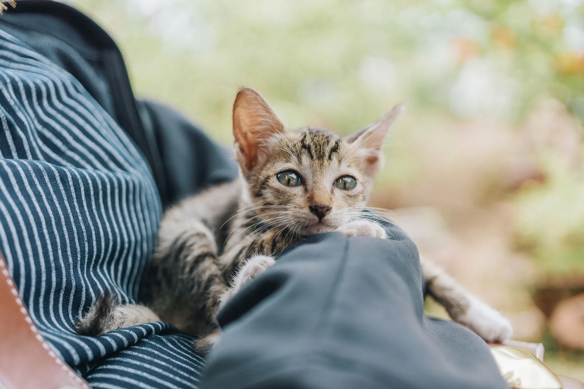 The Quiet Gift of a Cat Who Stays