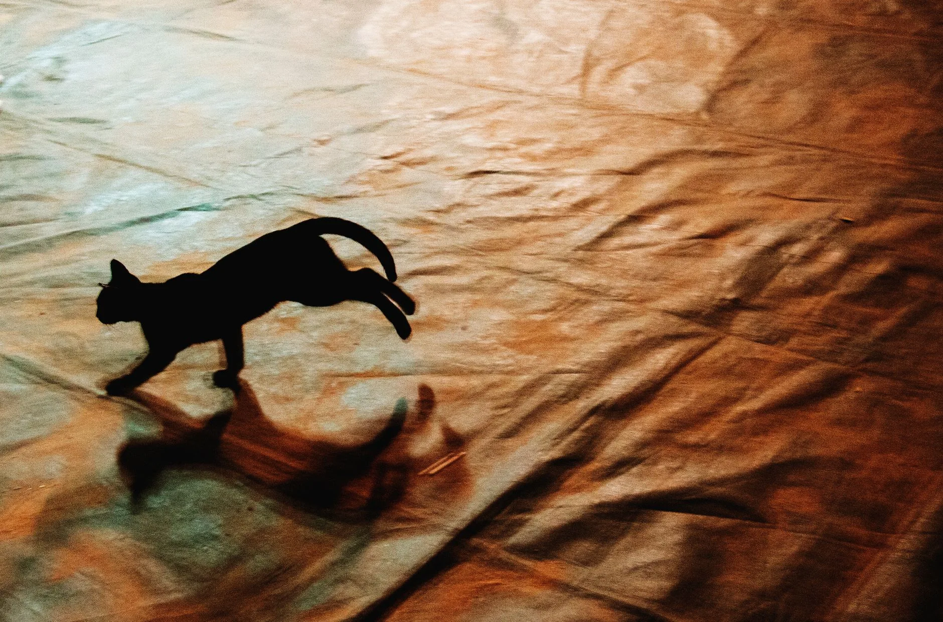 The Cat at Two Thirty in the Morning Running for No Reason