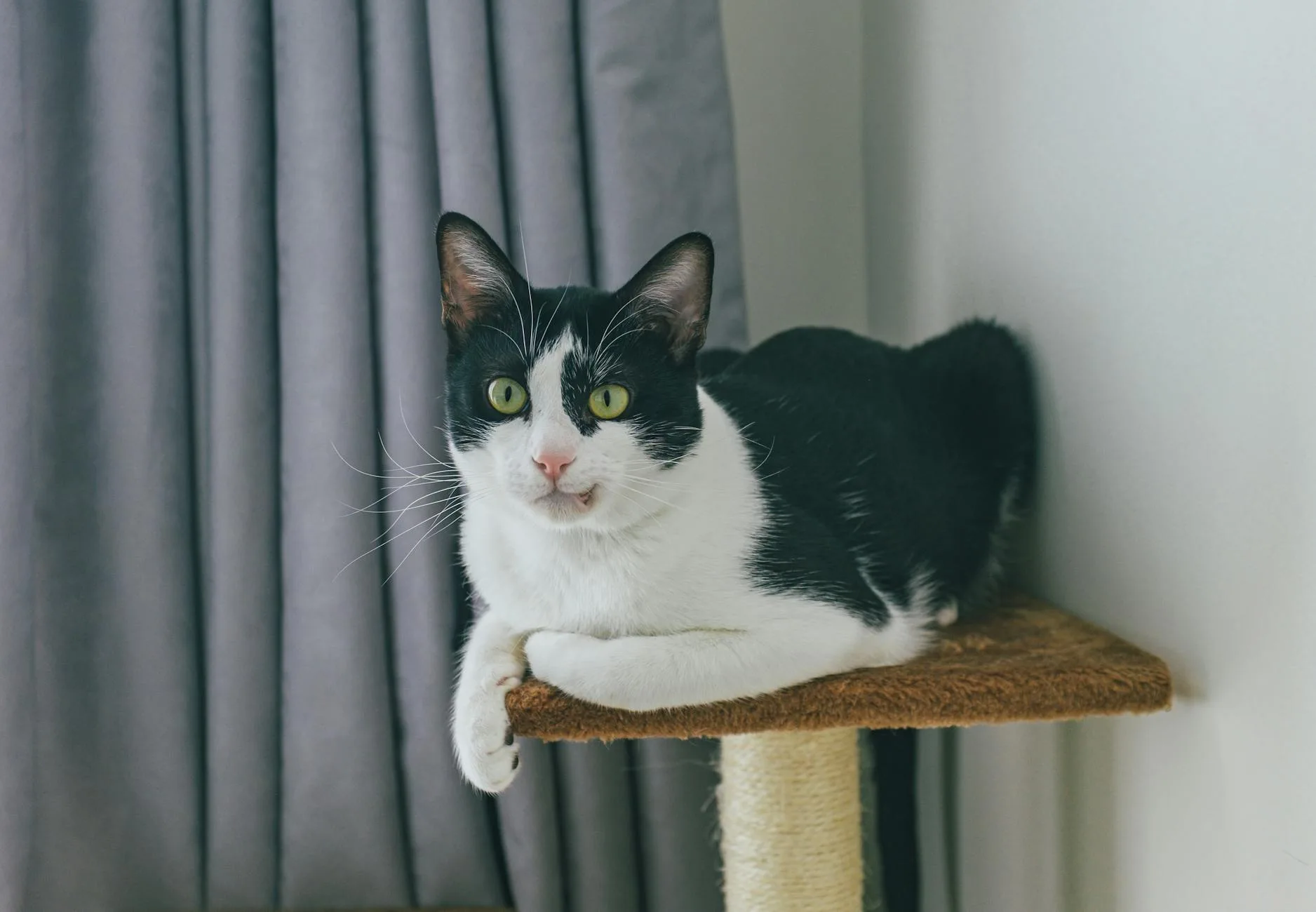 Scratching Posts That Save Your Furniture