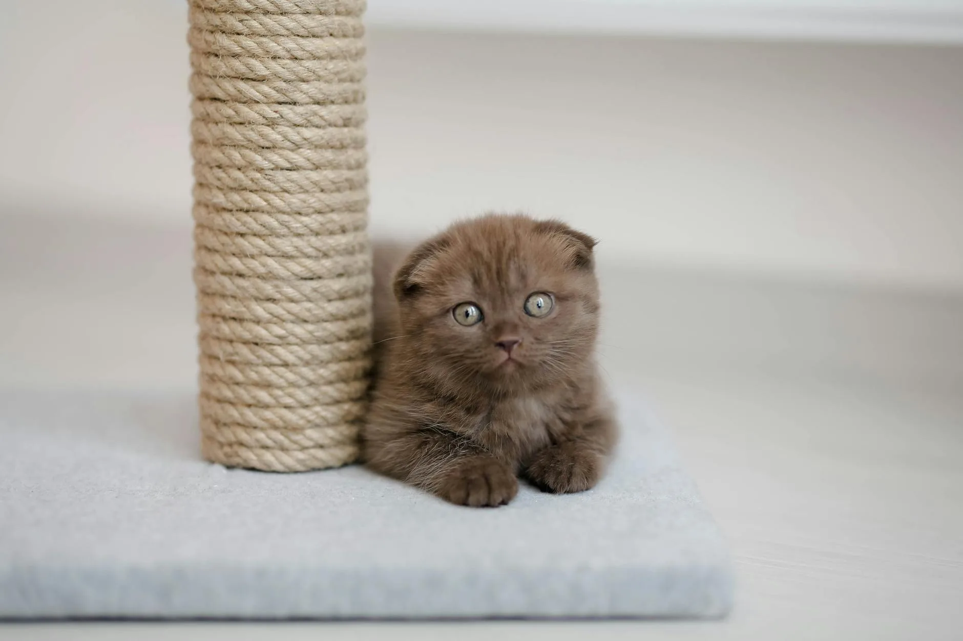 How to Stop a Cat From Scratching Furniture