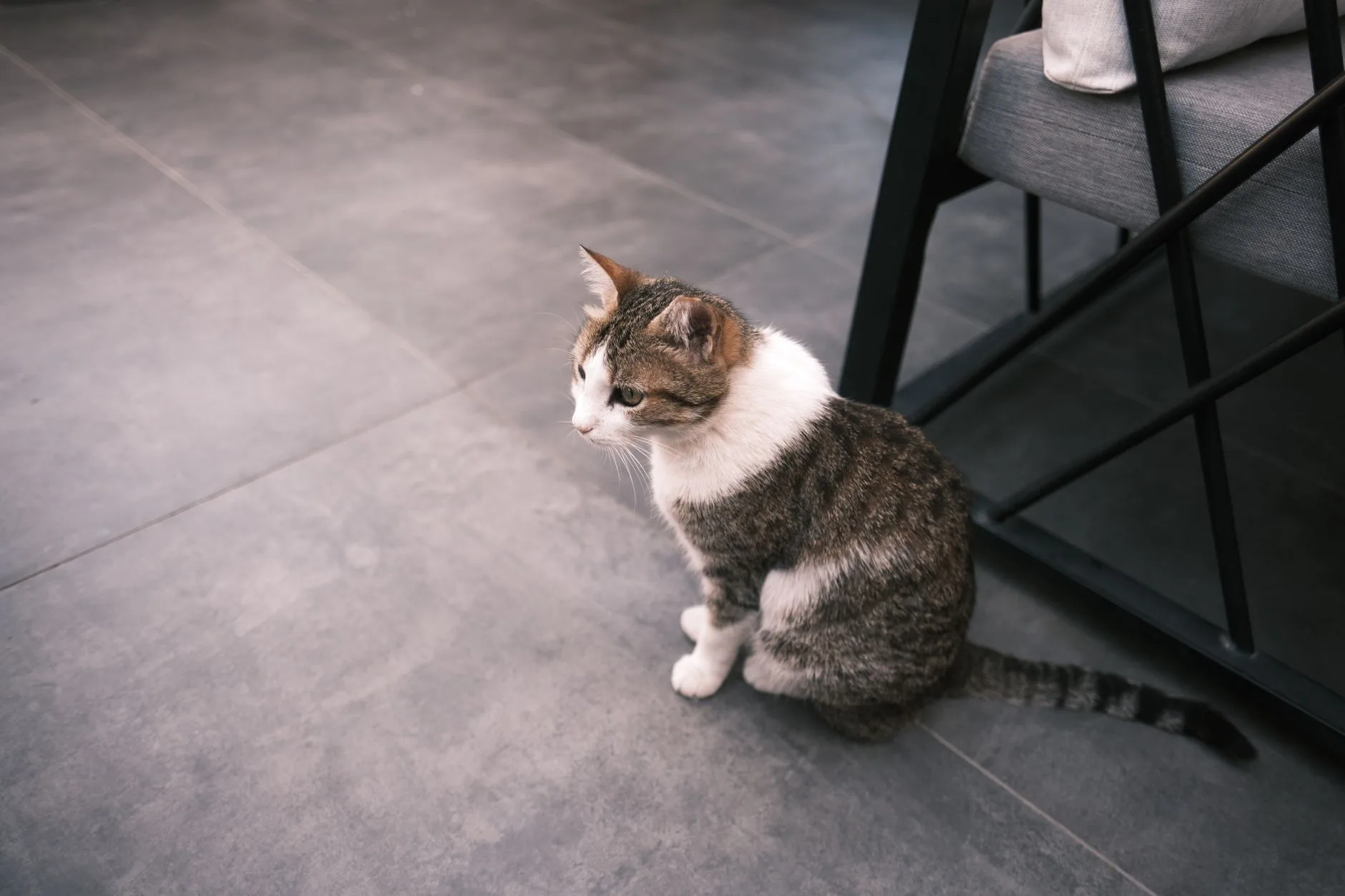 When a Cat Stops Using the Litter Box