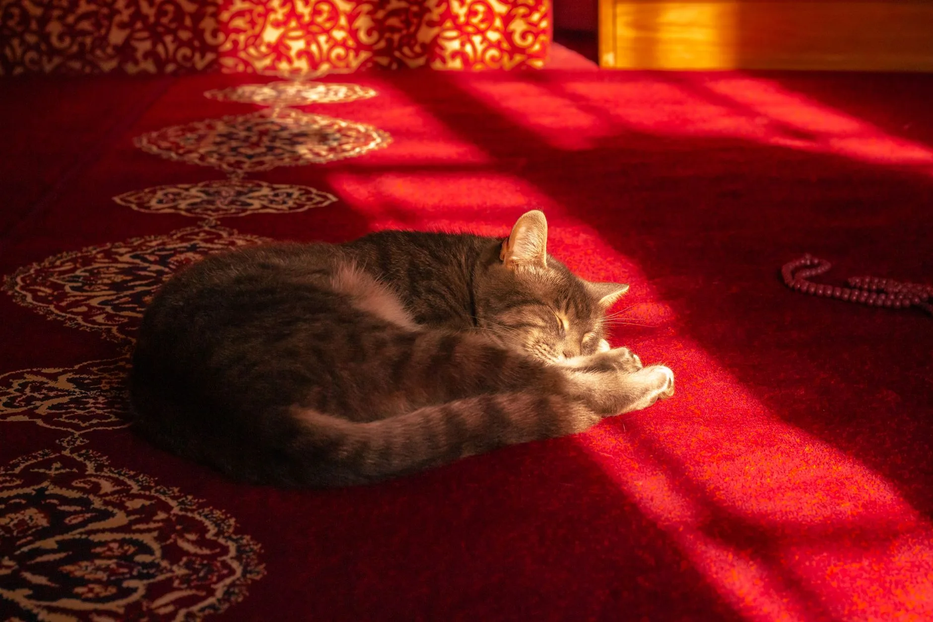 The Cat and the Sunbeam and What She Knows About Afternoons