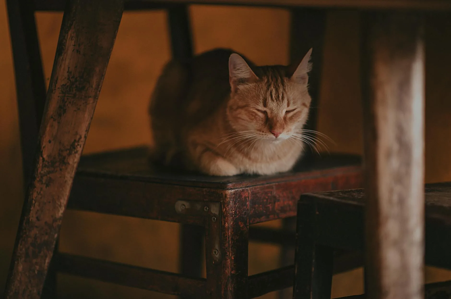 The Cat Asleep Across the Room