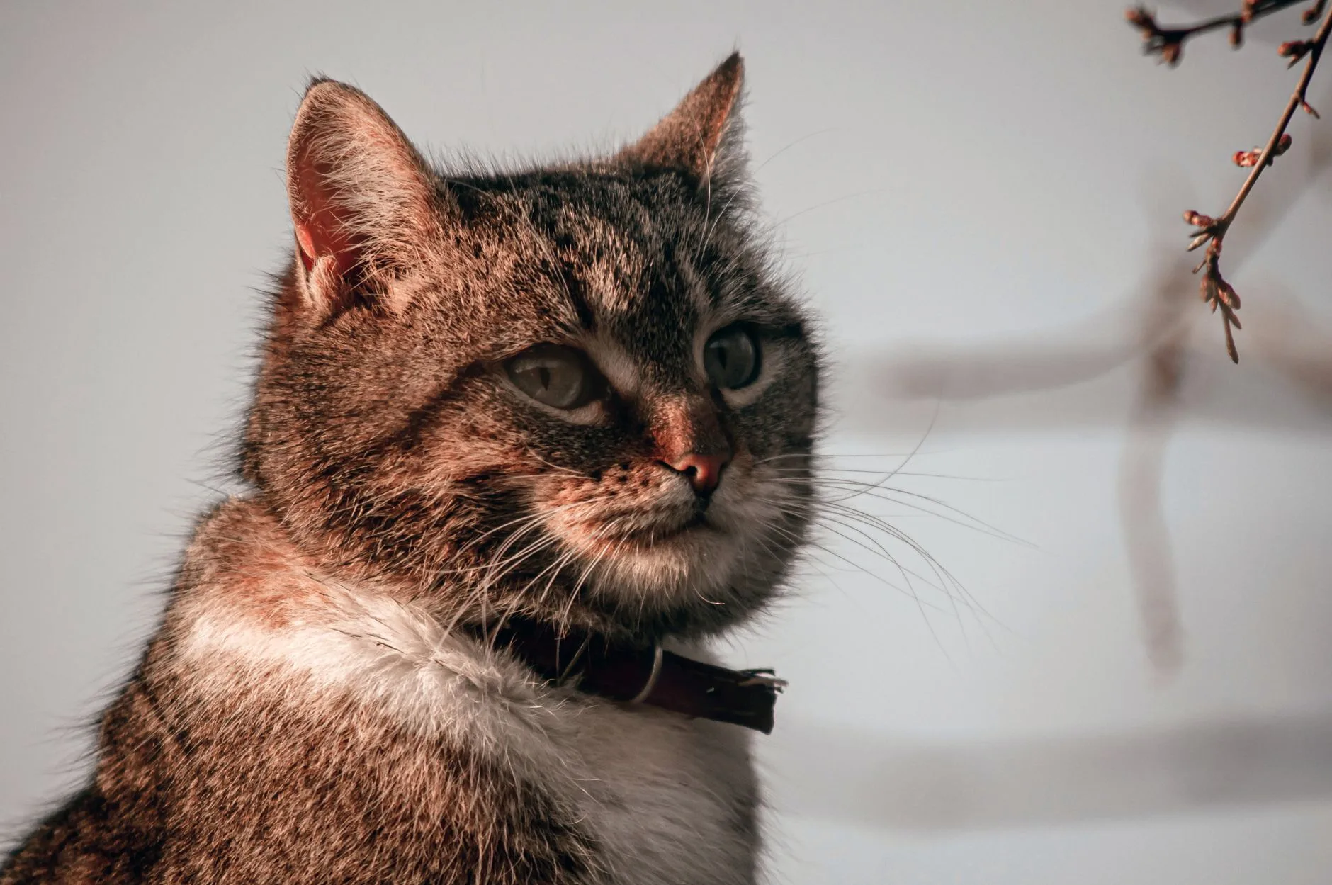 Wondering What Our Pets Actually See When They Look at Us