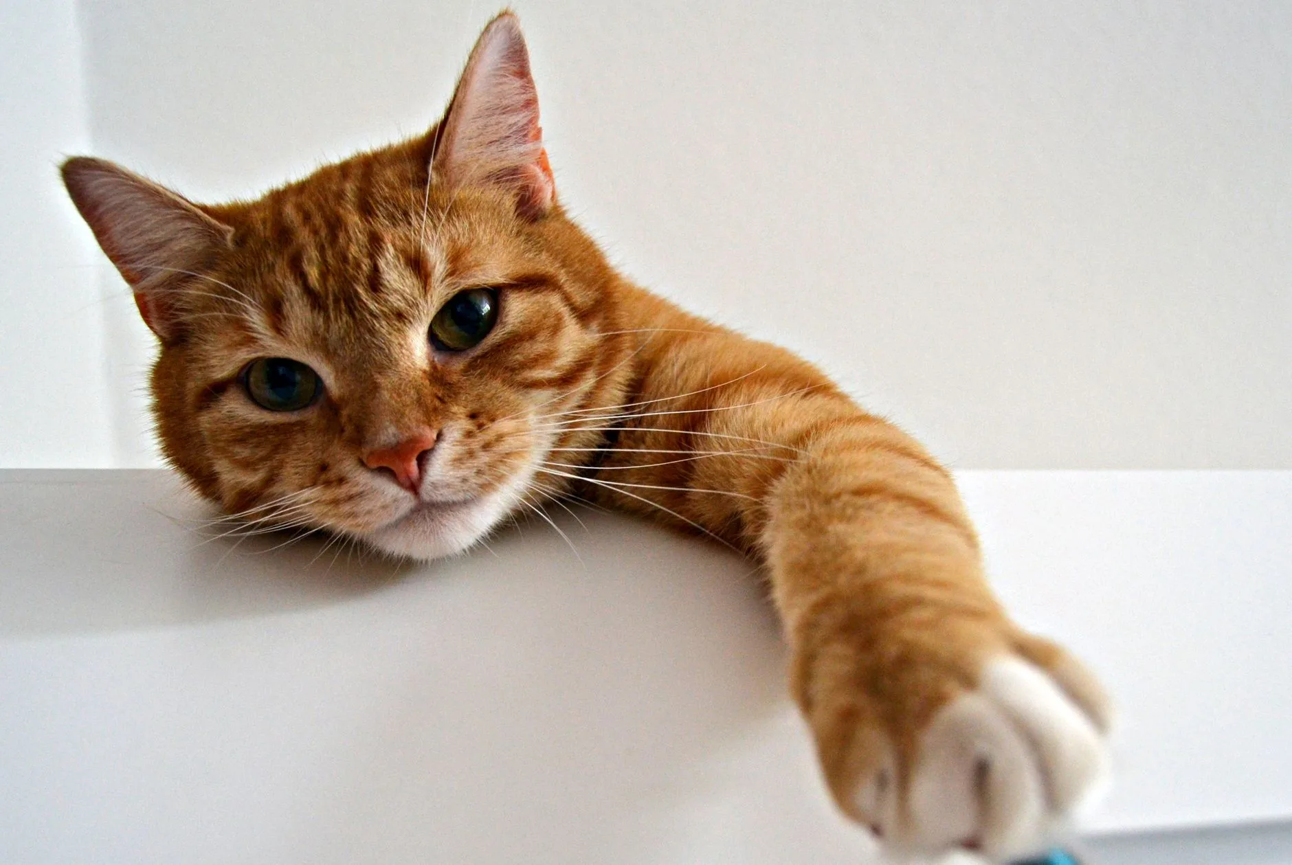 Why Do Cats Knock Things Off Tables?