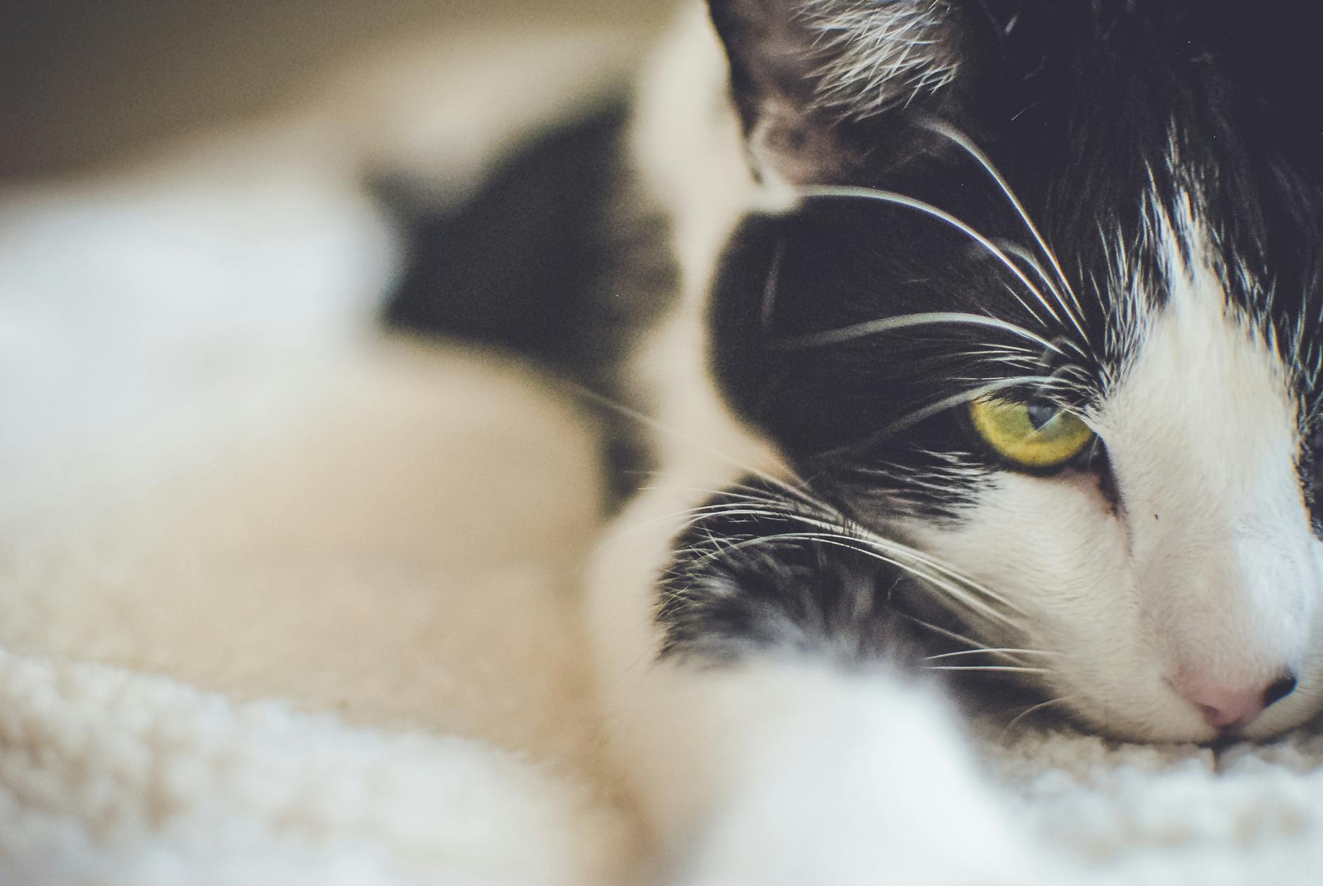 A Litter Box Setup That Actually Prevents Problems