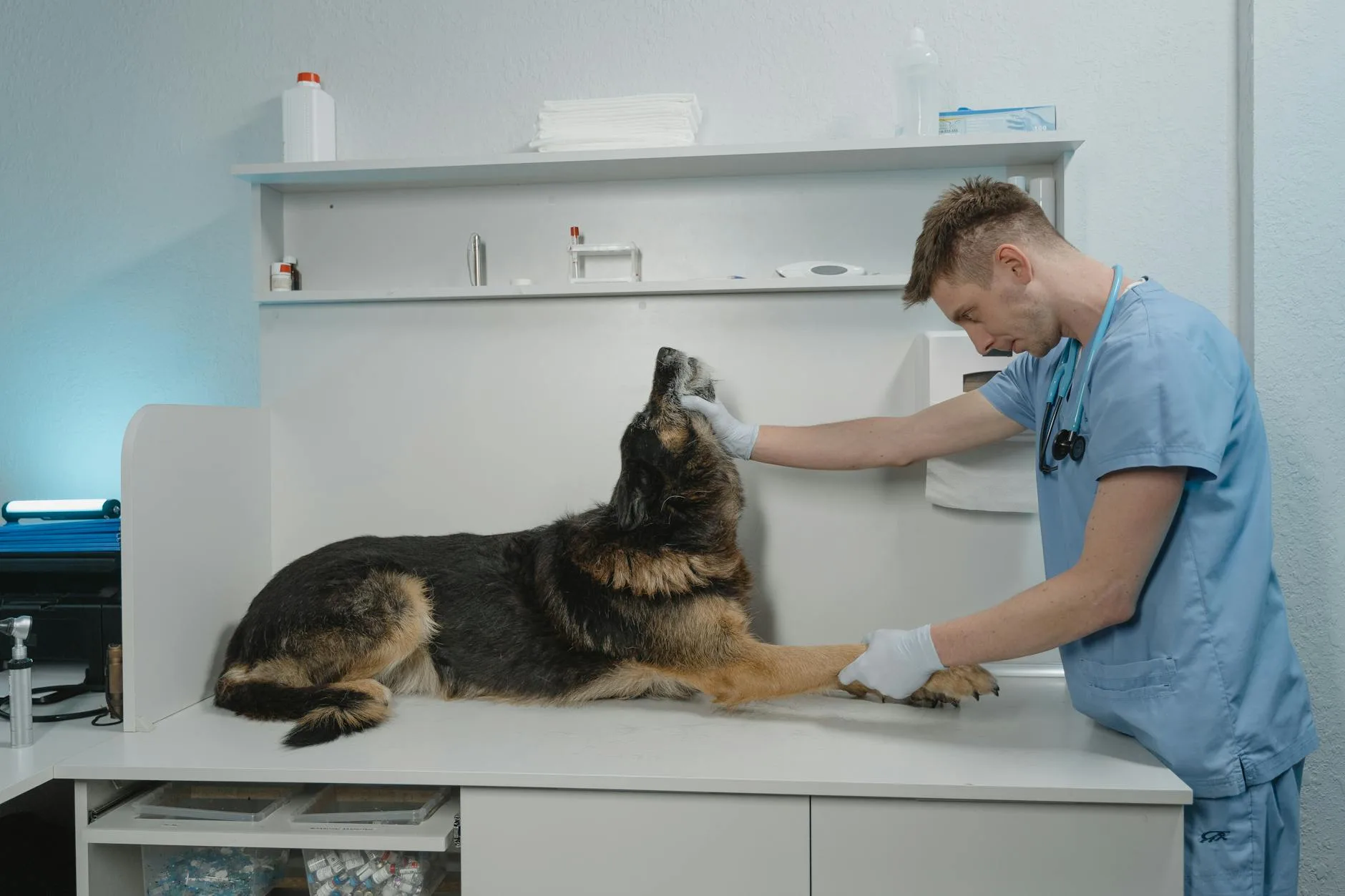 The Vet Visit and the Fear We Both Carry