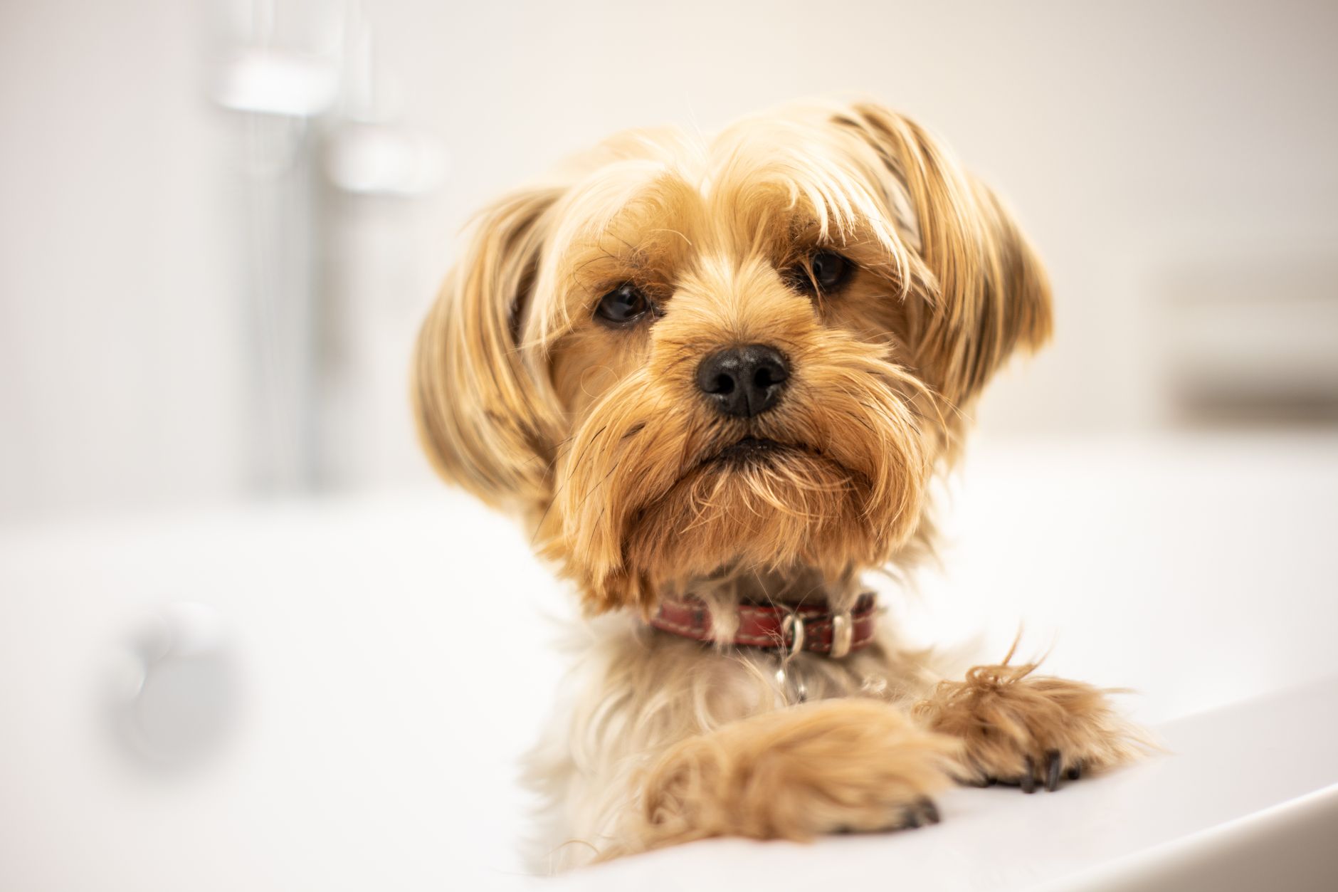 How Often Should You Really Bathe Your Dog?