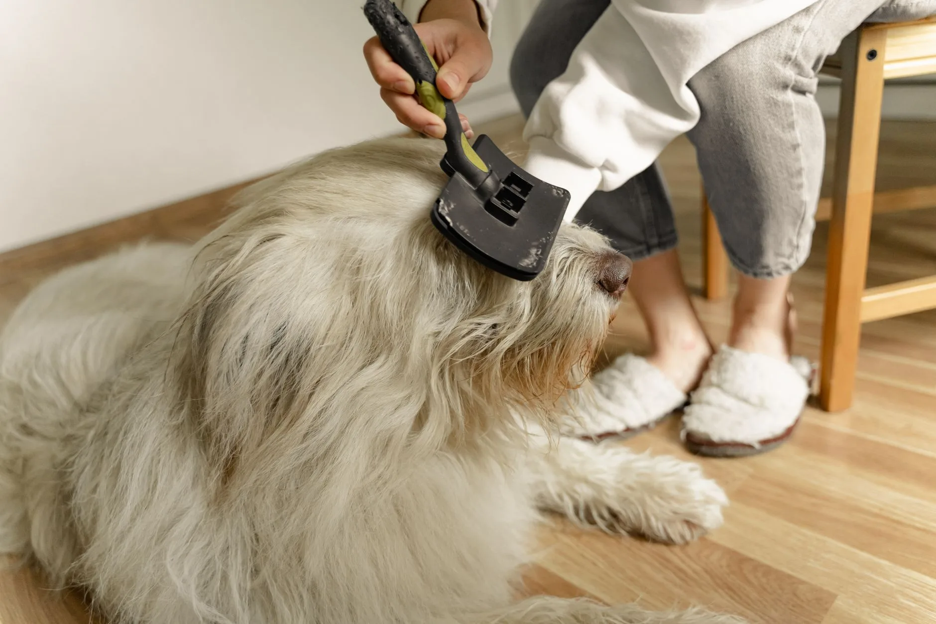 Why Dogs Shed and How to Manage It
