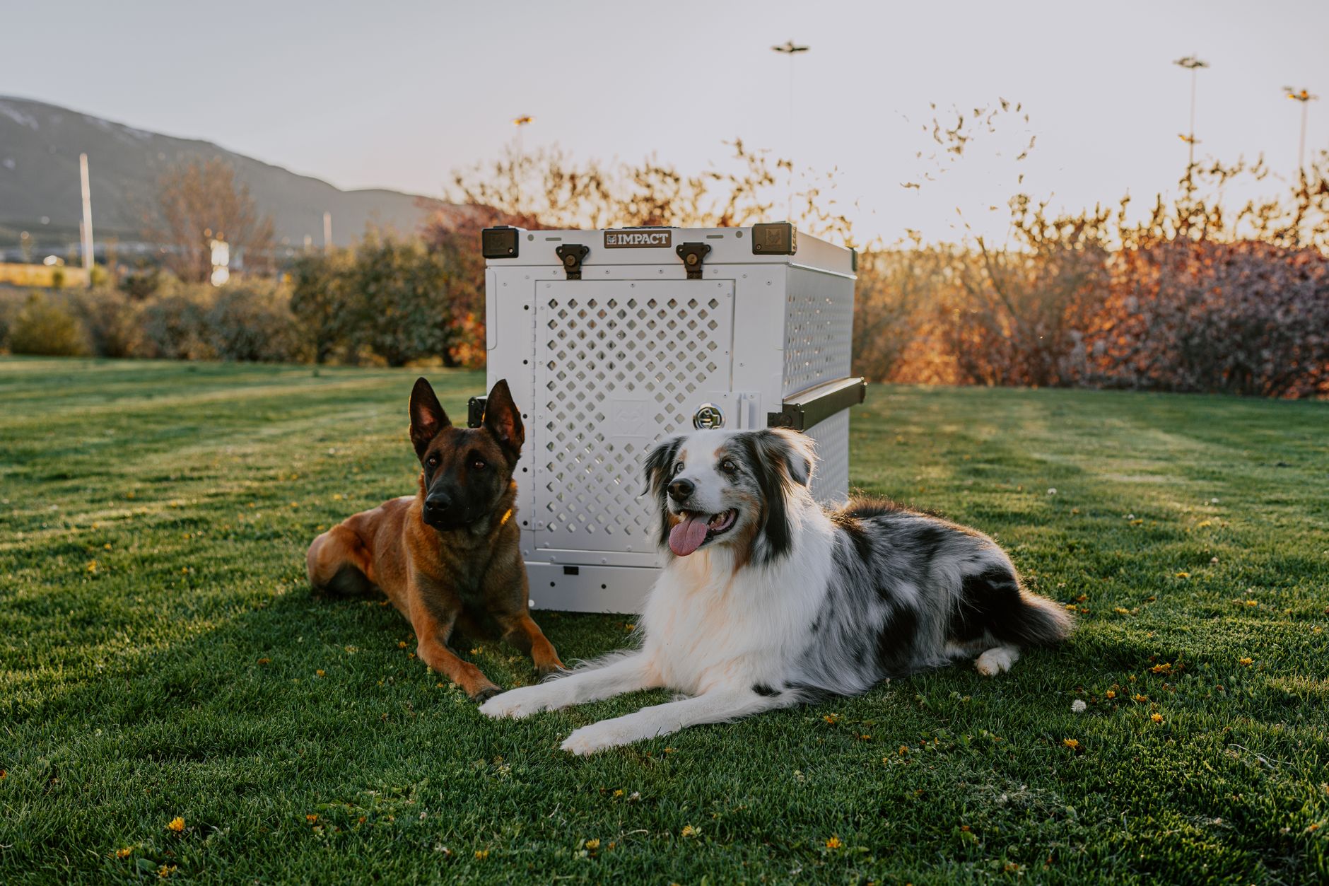 How to Choose the Right Dog Crate