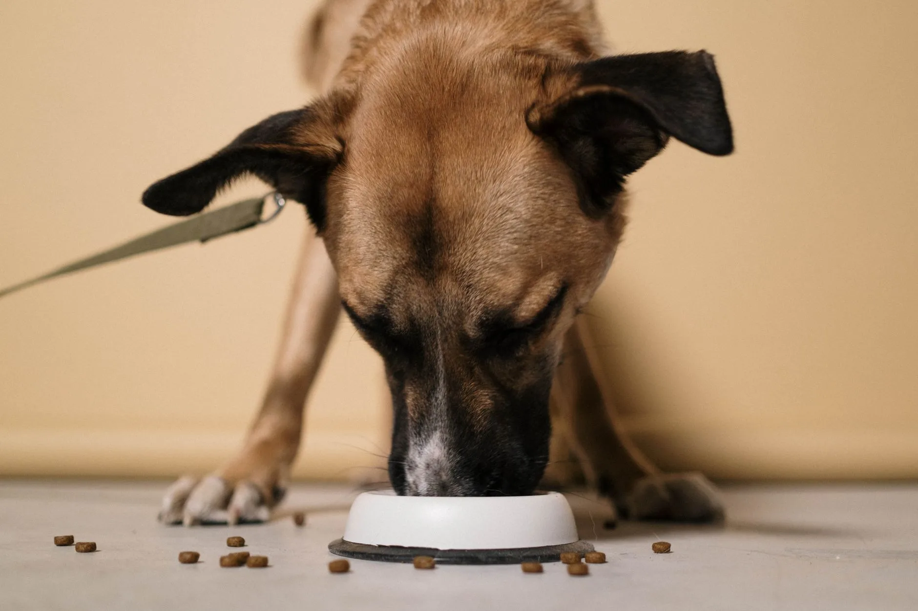 Slow Feeder Dog Bowls for Fast Eaters