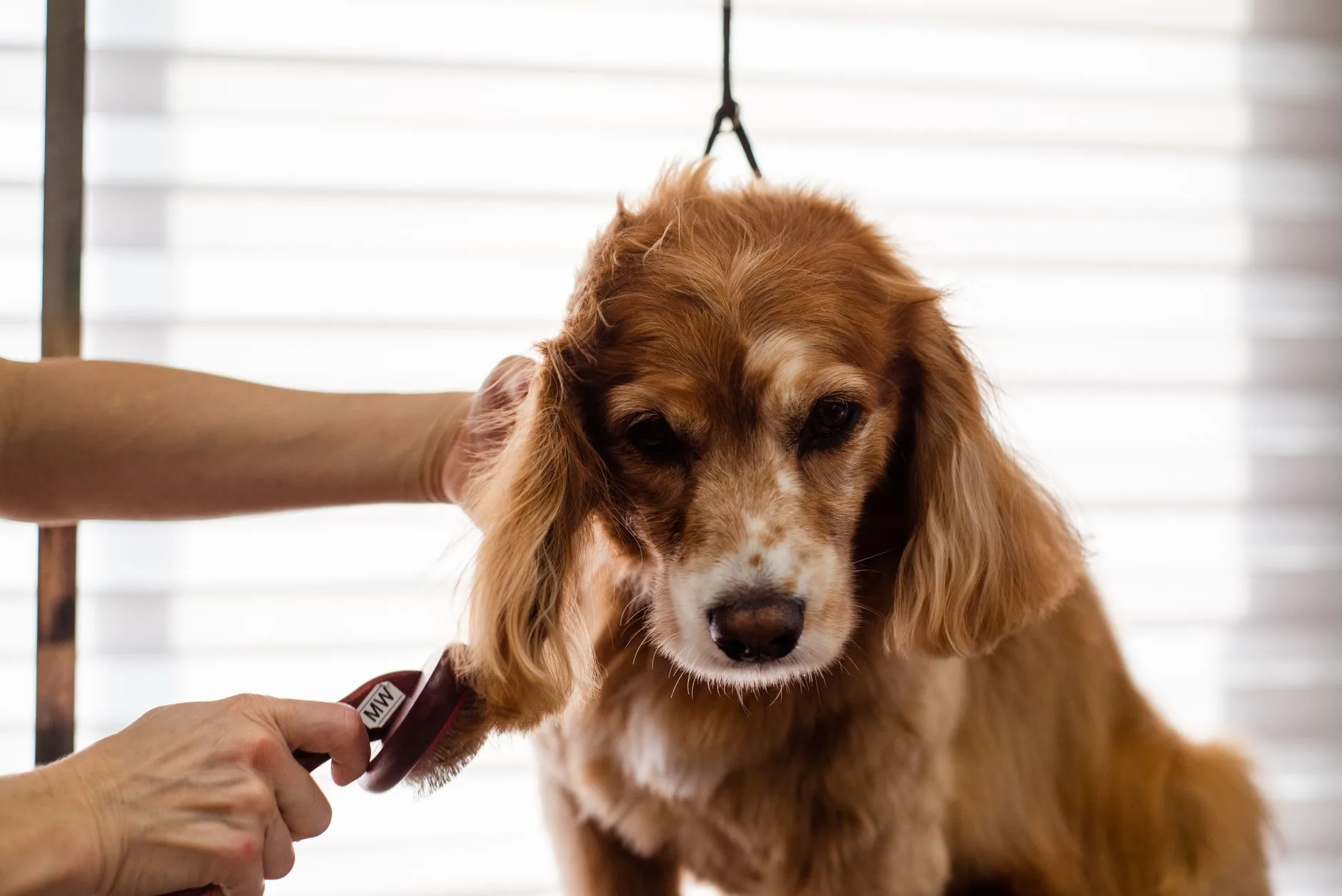 Grooming Tools That Make Shedding Easier
