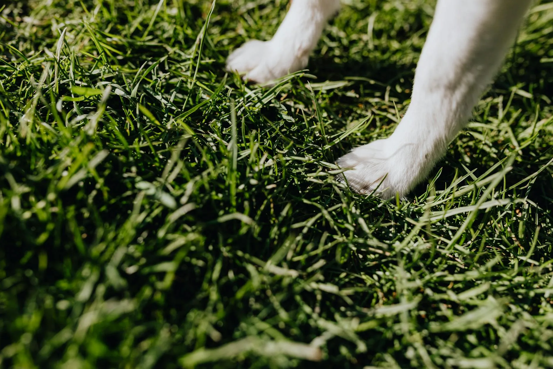 A Calm Guide to Fleas and Ticks