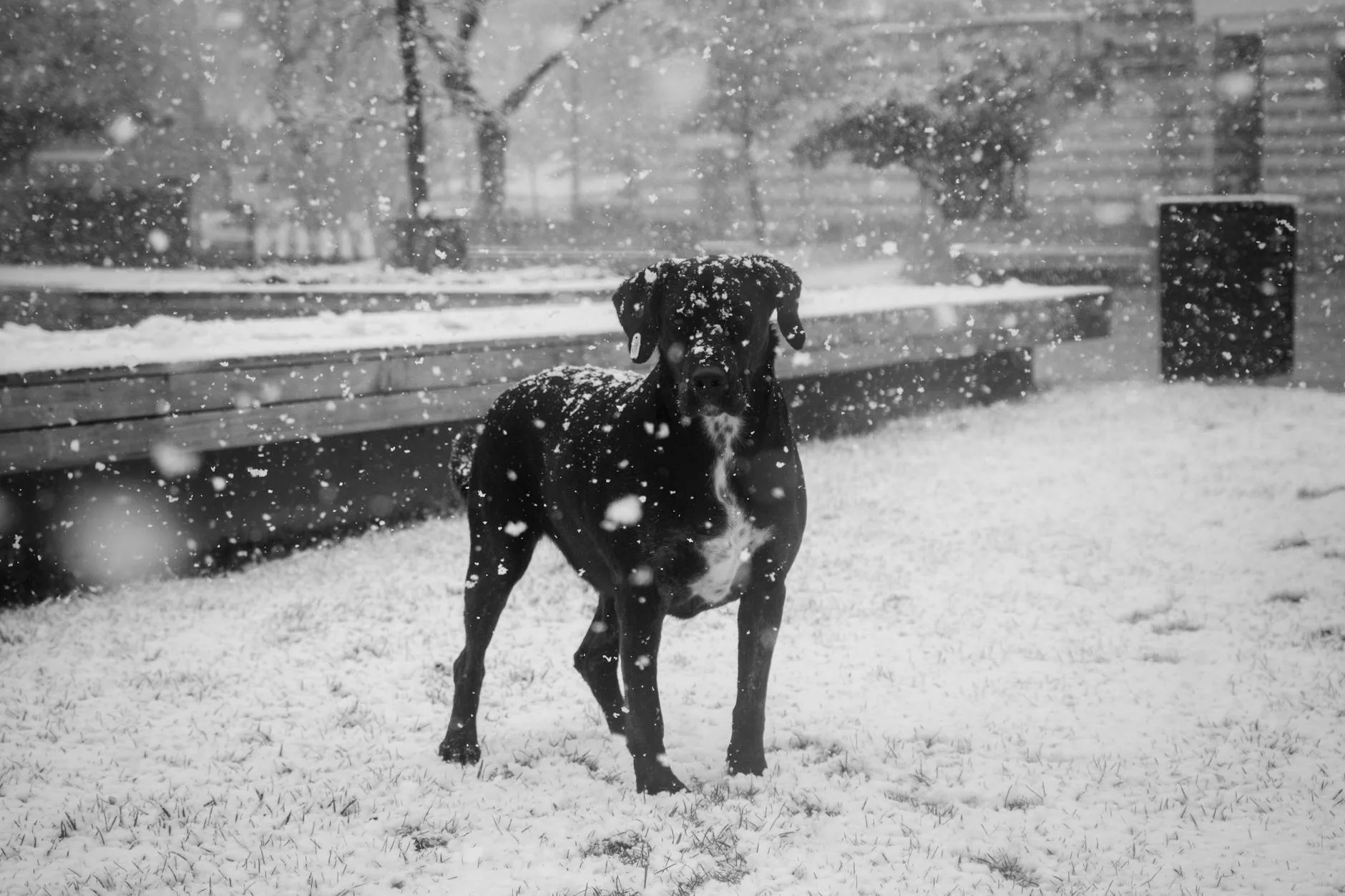 Cold Weather Care for Dogs and Cats