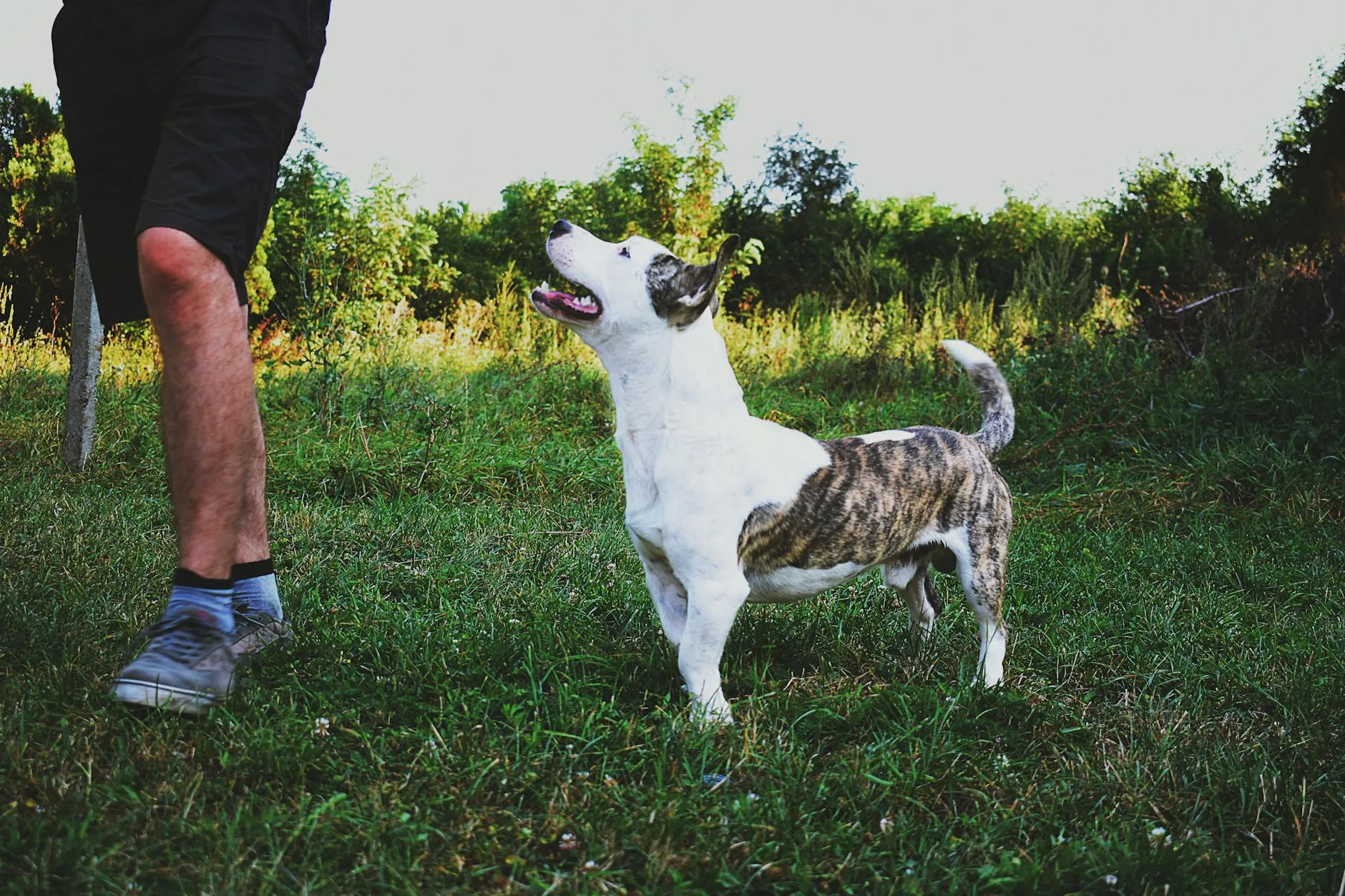 Reading Your Dog Body Language