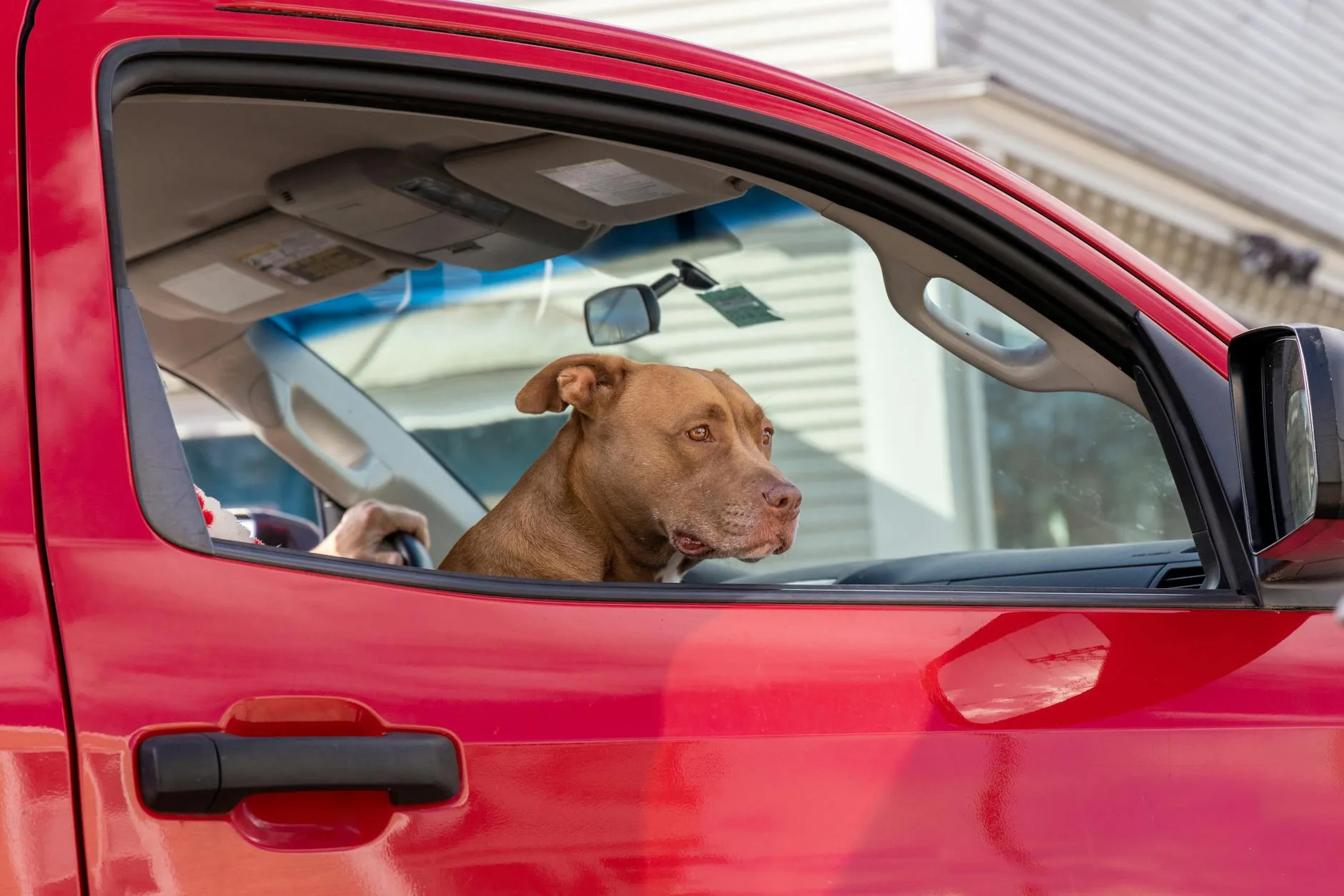Traveling With a Dog or Cat