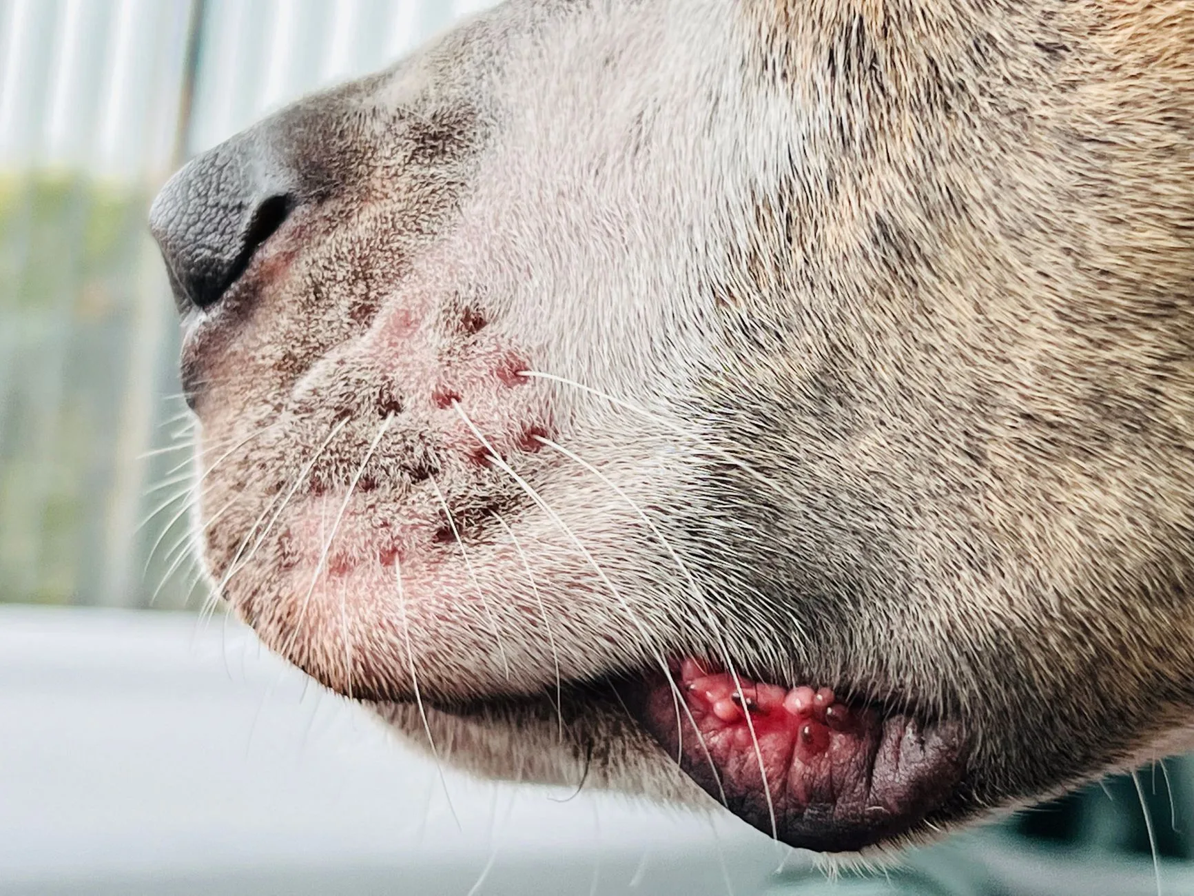 What Your Dog Bad Breath Is Telling You