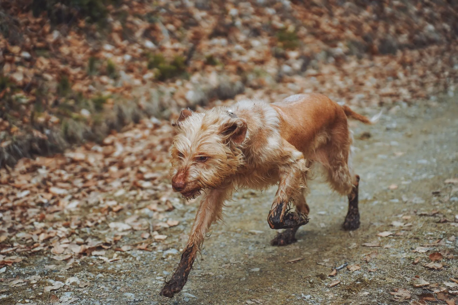 The Losing, Lovable Battle Against Muddy Paws