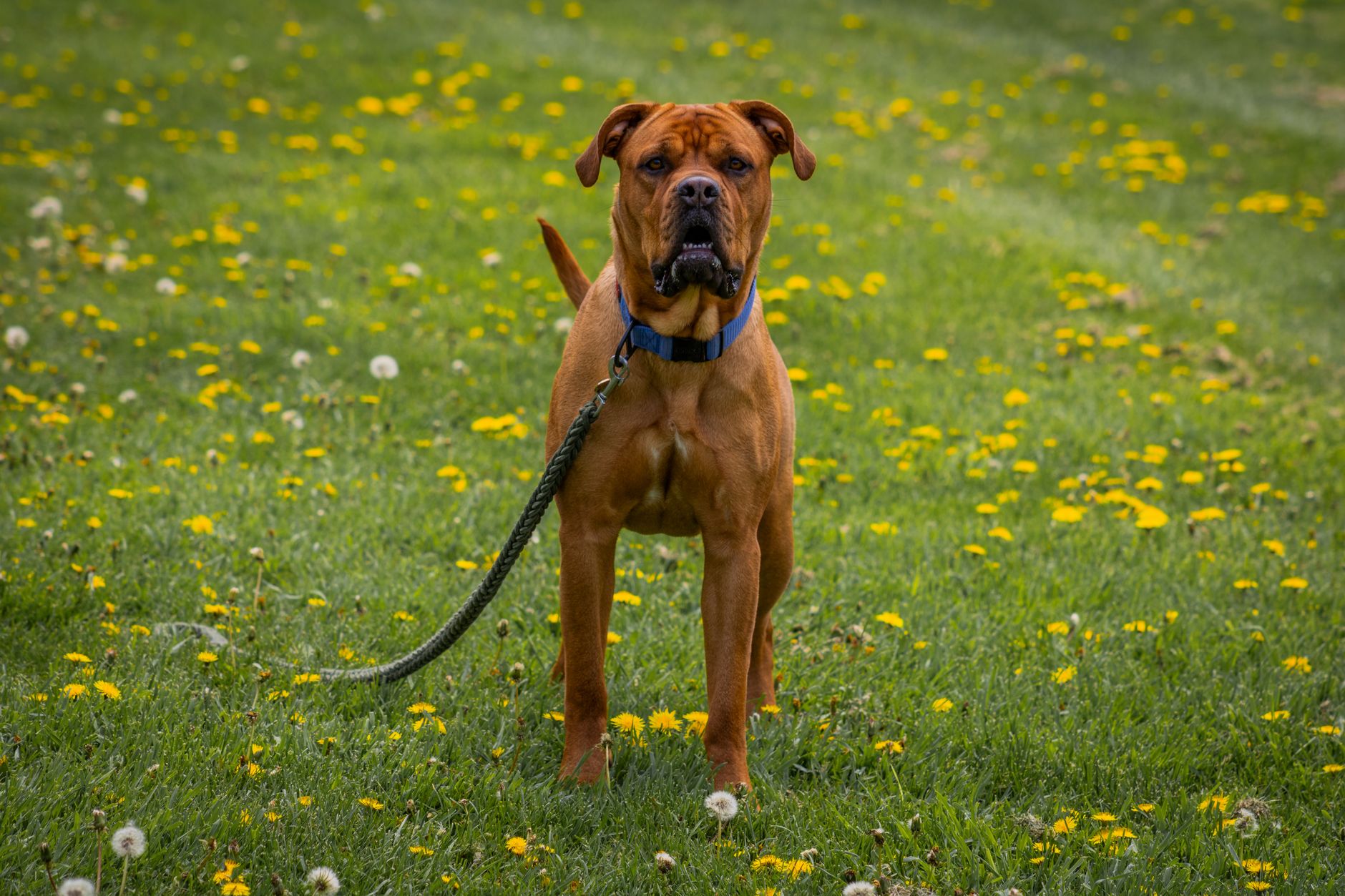 Spring Pet Safety: The Seasonal Hazards Worth Knowing
