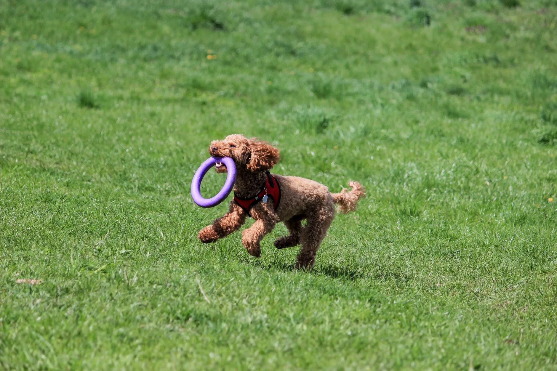 Durable Dog Toys for Heavy Chewers