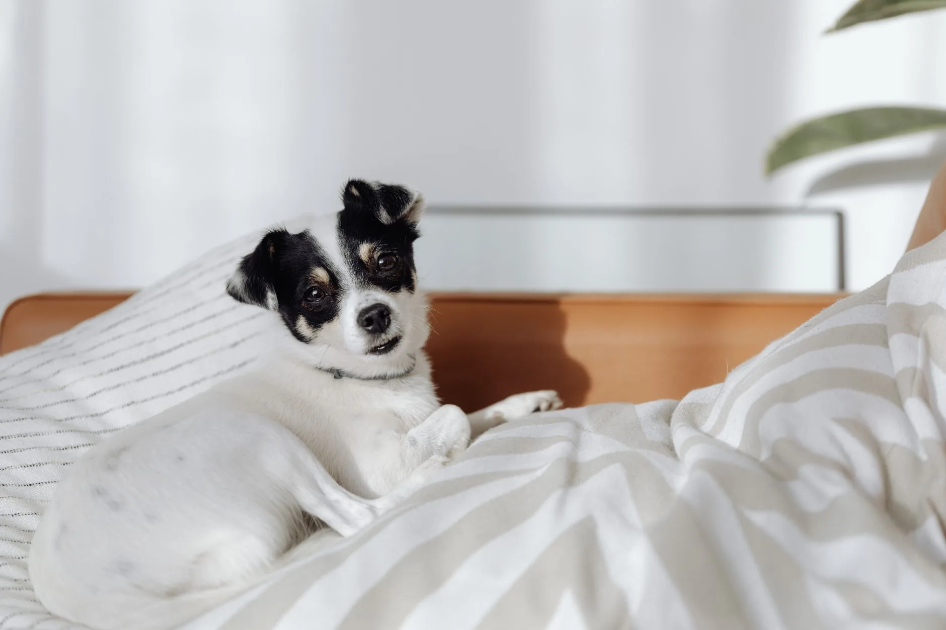 Dog Beds Worth Curling Up In