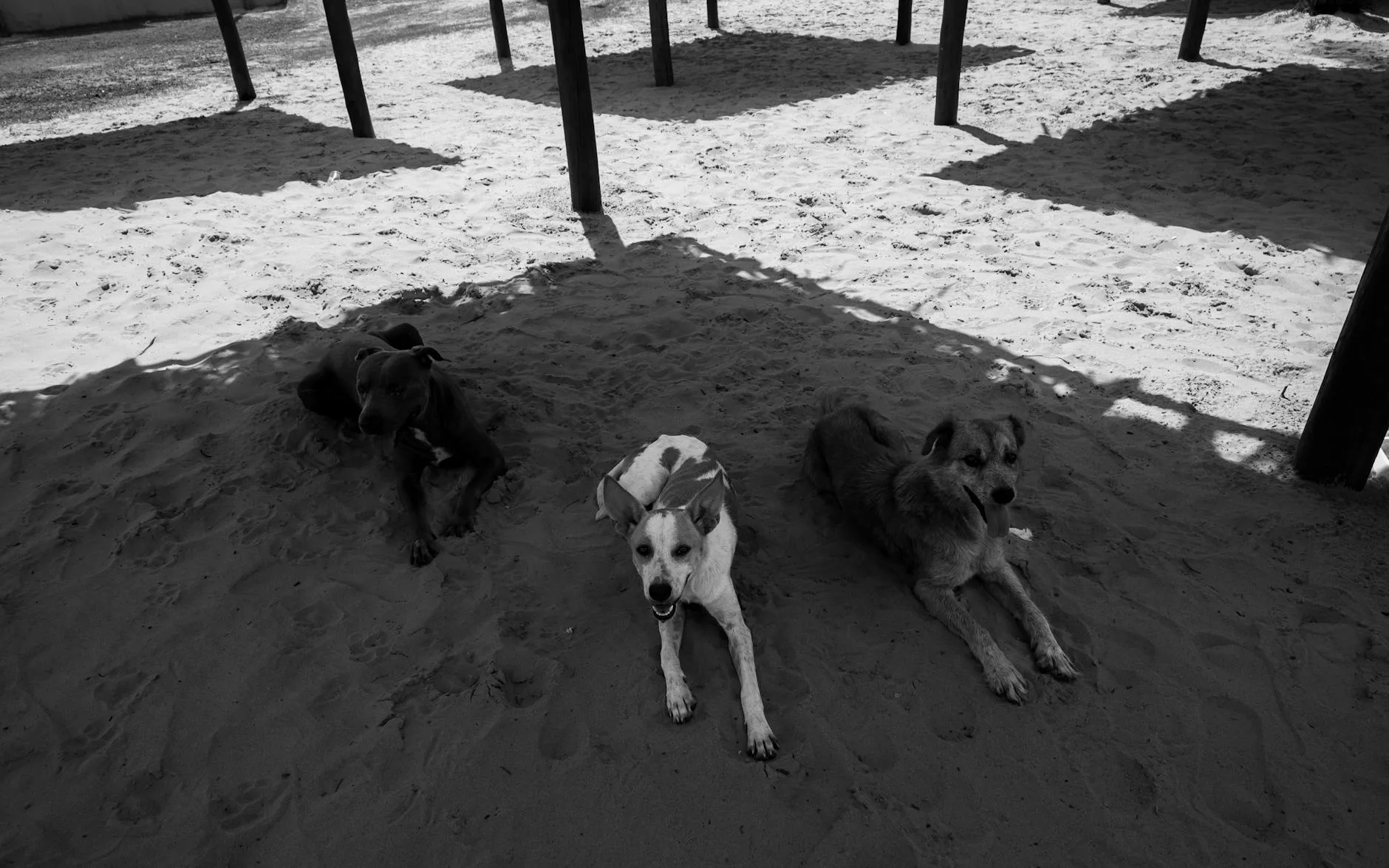Keeping Pets Safe in Summer Heat