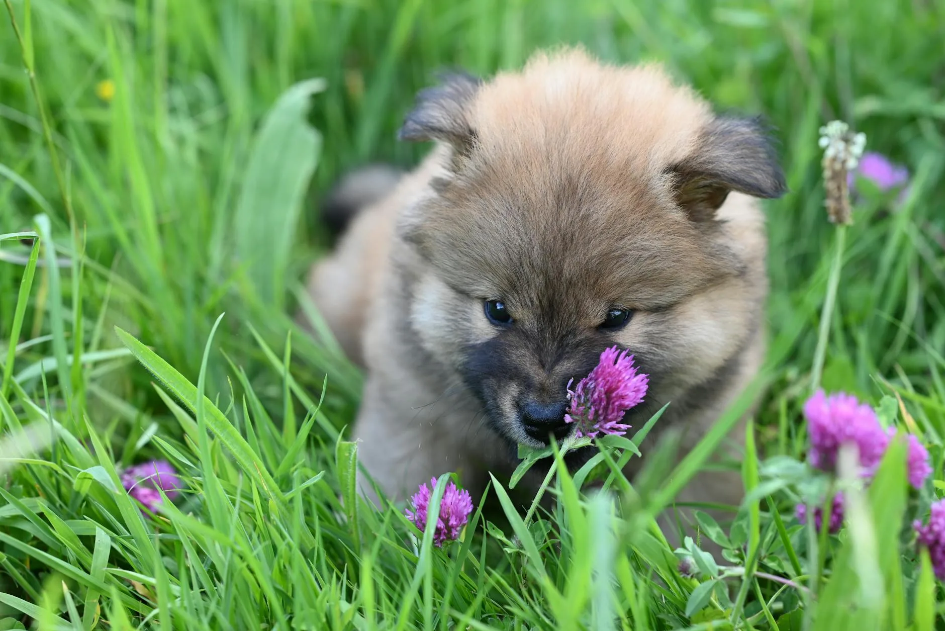 Why Does My Dog Eat Grass?