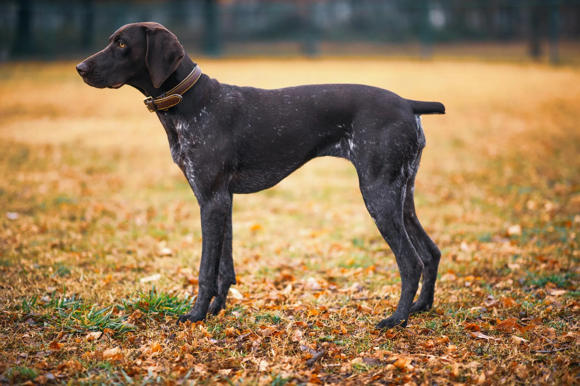 Is Your Pet Carrying Extra Weight?