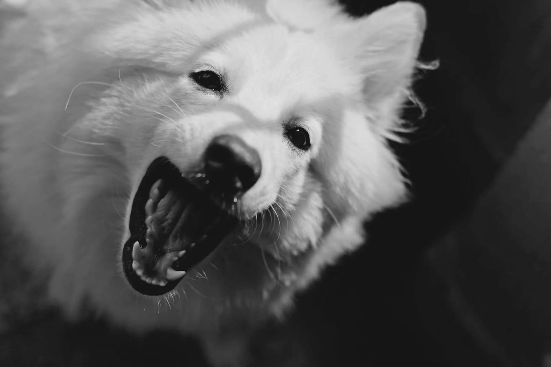 How to Brush Your Pet Teeth