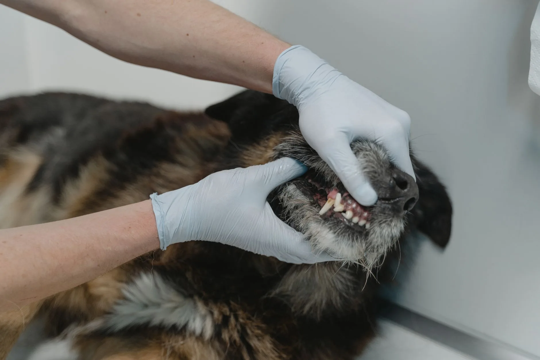 Why Dental Health Matters for Pets