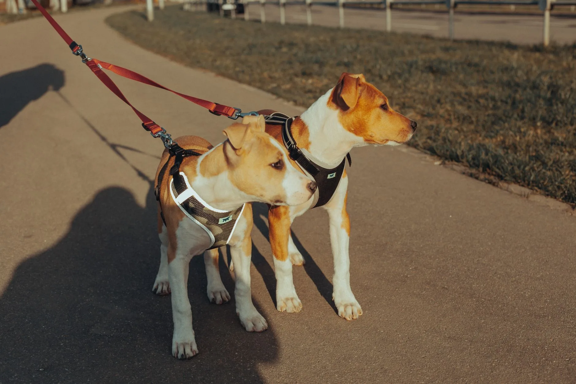 No Pull Dog Harnesses That Actually Help
