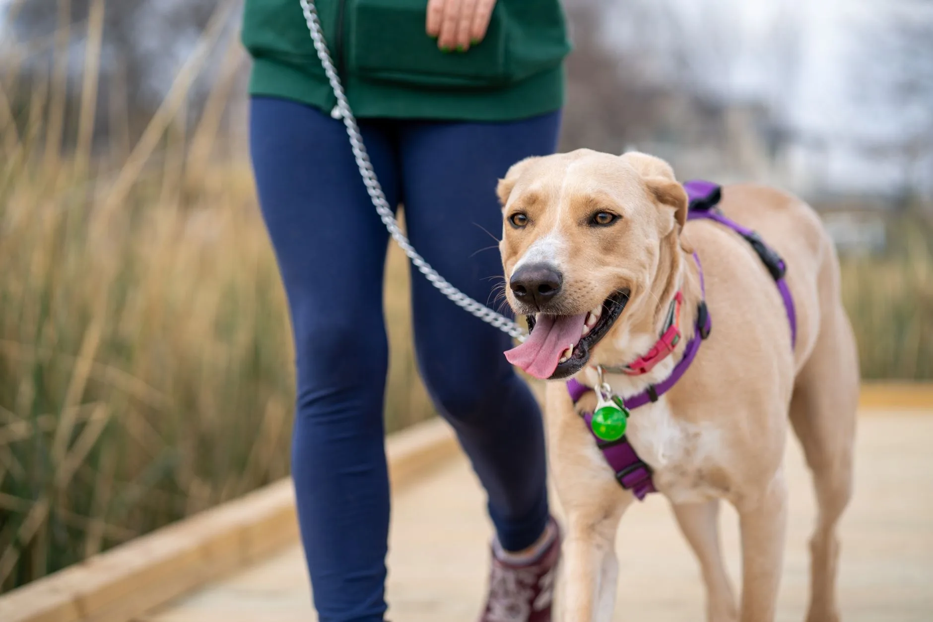 How to Stop a Dog From Pulling on the Leash