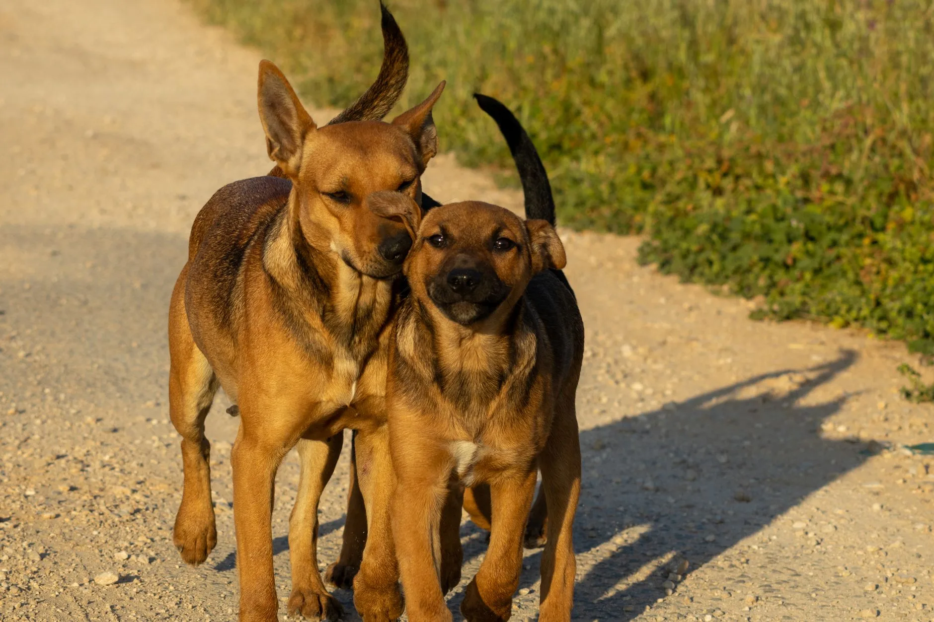 How Much Walking Does Your Dog Really Need?