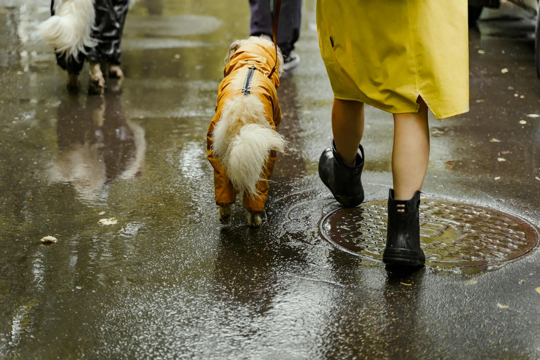 Walking the Dog in Rain and What It Gives Back